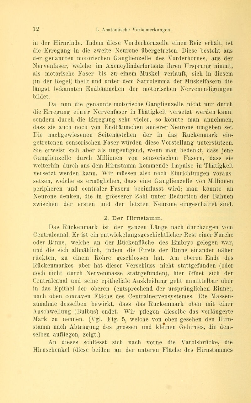 in der Hirnrinde. Indem diese Vorderhornzelle einen Keiz erhält, ist die Erregung in die zweite Neurone übergetreten. Diese besteht aus der genannten motorischen Gauglienzelle des Vorderhornes, aus der Nervenfaser, welche im Axencjdinderfortsatz ihren Ursprung nimmt, als motorische Faser bis zu einem Muskel verlauft, sich in diesem (in der Regel) theilt und unter dem Sarcolemma der Muskelfasern die längst bekannten Endbäumchen der motorischen Nervenendigungen bildet. Da nun die genannte motorische G-anglienzelle nicht nur durch die Erregung einer Nervenfaser in Thätigkeit versetzt werden kann, sondern durch die Erregung sehr vieler, so könnte man annehmen, dass sie auch noch von Endbäumchen anderer Neurone umgeben sei. Die nachgewiesenen Seitenästchen der in das Rückenmark ein- getretenen sensorischen Faser würden diese Vorstellung unterstützen. Sie erweist sich aber als ungenügend, wenn man bedenkt, dass jene Gangiienzelle durch Millionen von sensorischen Fasern, dass sie weiterhin durch aus dem Hirnstamm kommende Impulse in Thätigkeit versetzt werden kann. Wir müssen also noch Einrichtungen voraus- setzen, welche es ermöglichen, dass eine Ganglienzelle von Millionen peripheren und centraler Fasern beeinflusst wird; man könnte an Neurone denken, die in grösserer Zahl unter Reduction der Bahnen zwischen der ersten und der letzten Neurone eingeschaltet sind. 2. Der Hirnstamm. Das Rückenmark ist der ganzen Länge nach durchzogen vom Centralcanal. Er ist ein entwickelungsgeschichtlicher Rest einer Furche oder Rinne, welche an der Rückenfläche des Embr3o gelegen war, und die sich allmählich, indem die Firste der Rinne einander näher rückten, zu einem Rohre geschlossen hat. Am oberen Ende des Rückenmarkes aber hat dieser Verschluss nicht stattgefunden (oder doch nicht durch Nervenmasse stattgefunden), hier öffnet sich der Centralcanal und seine epitheliale Auskleidung geht unmittelbar über in das Epithel der oberen (entsprechend der ursprünglichen Rinne), nach oben concaven Fläche des Centralnervensystemes. Die Massen- zunahme desselben bewirkt, dass das Rückenmark oben mit einer Anschwellung (Bulbus) endet. Wir pflegen dieselbe das verlängerte Mark zu nennen. (Vgl. Fig. 5, welche von oben gesehen den Hirn- stamm nach Abtragung des grossen und kleinen Gehirnes, die dem- selben aufliegen, zeigt.) An dieses schliesst sich nach vorne die Varolsbrücke, die Hirn Schenkel (diese beiden an der unteren Fläche des Hirnstammes