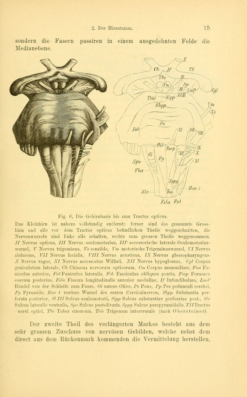 sondern die Fasern passiren in einem ausgedehnten Felde die Medianebene. Fsla Fnl Fig. 6. Die Gehirnbasis bis zum Tractus opticus. Das Kleinhirn ist nahezu vollständig entfernt; ferner sind das gesammte Gross- hirn und alle vor dem Tractus opticus befindlichen Theile weggeschnitten, die Nervenwurzeln sind links alle erhalten, rechts zum grossen Theile weggenommen. II Nervus opticus, /// Nervus oculomotorius, III' accessorische laterale Oculomotorius- wurzel, F Nervus trigemiiius, F« sensible, Ym motorische Trigeminuswurzel, FI Nervus abducens, VII Nervus facialis, VlII Nervus acusticus, IX Nervus glossopharyngeus- A' Nervus vagus, XI Nervus accessorius Willisii, XII Nervus hypoglossus. Cgi Corpus geniculatum laterale, Ch Chiasraa nervorum opticorura. Cm Corpus ma-mmillare, Fna Fu- nieulus anterior, i^/i^Funiculus lateralis, F<,h Fasciculus obliques pontis, Focp Foramen coecum posterius, Fula Fissara longitudinalis anterior meduUae, If Infundibulum, LmP Bündel von der Schleife zum Fusse, Ol untere Olive, Po Pons, Fi) Pes pedunculi cerebii, Py Pyramide, Rac 1 vordere Wurzel des ersten Cervicalnerven, Shpp Substantia per- forata posterior, >9^77/Sulcus oculomotorii, >SV^2J Siilcus substantiae perforatae post., hih Sulcus lateralis ventralis, Spo Sulcus ])ostolivaris, Sppy Sulcus parapyramidalis, J'i/Tractus nervi optici, The Tuber cinereum, Tric Trigonum intercruralc (nach 0 b er st ein er). Der zweite Tlieil des verlängerten Markes besteht aus dem sehr grossen Zuschuss von nervösen Gebilden, welche nebst dem direct aus dem Rückenmark kommenden die Vermitteluug herstellen,