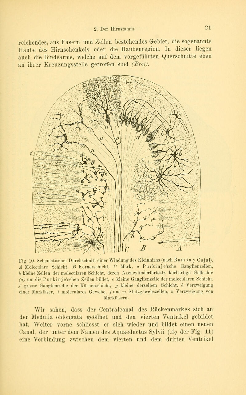 reichendes, aus Fasern nnd Zellen bestehendes Gebiet, die sogenannte Haube des Hirnschenkels oder die Haubenregion. In dieser liegen auch die Bindearme, welche auf dem vorgeführten Querschnitte eben an ihrer Kreuzungsstelle getroffen sind (Brcj). Fii:. lu. öchematischer Durchschmii einer Windung des Kkmhuiib i^nach Ramun j Cajal). A Moleculare Schicht, B Körnerschicht, C Mark, a Purkinj e'sche Ganglienzellen, h kleine Zellen der molecularen Schicht, deren Axencylinderfortsatz korbartige Geflechte (d) um die Purkinj e'schen Zellen bildet, e kleine Ganglienzelle der molecularen Schicht, / grosse Ganglienzelle der Körnerschicht, g kleine derselben Schicht, h Verzweigung einer Markfaser, i moleculares Gewebe, ^'und m Stützgewebszellen, n Verzweigung von Markfasern. Wir sahen, dass der Centralcanal des Eückenmarkes sich an der MeduUa oblongata geöffnet und den vierten Ventrikel gebildet hat. Weiter vorne schliesst er sich wieder und bildet einen neuen Canal, der unter dem Namen des A(iuaeductus Sylvii (-4^ der Fig. 11) eine Verbindunor zwischen dem vierten und dem dritten Ventrikel