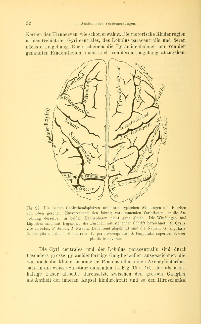 Kernen der Hirnnerveu, wie schon erwähnt. Die motorische Rindenregion ist das Gebiet der Gyri centrales, des Lobulus paracentralis und deren nächste Umgebung. Doch scheinen die Pyramidenbahnen nur von den o-enannten Eindentheilen, nicht auch von deren Umgebung abzugehen. Fig. 22. Die beiden Geliirnhemisphären mit ihren t^'pischen Windungen und Furchen von oben gesehen. Entsprechend den häufig vorkommenden Variationen ist die An- ordnung derselben in beiden Hemisphären nicht ganz gleich. Die Windungen und Läppchen sind mit liegender, die Furchen mit stehender Schrift bezeichnet. G Gyriis, Loh Lobulus, S Sulcus, i^ Fissura. Bedeutend abgekürzt sind die Namen: G. angularis, G. oecipitalis primus, S. centralis, F. parieto-occipitalis, S. temporalis superior, S. ocei- pitalis transversus. Die Gyri centrales und der Lobulus paracentralis sind durch besonders grosse pyramidenförmige Ganglienzellen ausgezeichnet, die, wie auch die kleineren anderer ßindenstellen einen Axencylinderfort- satz in die weisse Substanz entsenden (s. Fig. 15 u. 16), der als mark- haltige Faser dieselbe durchsetzt, zwischen den grossen Ganglien als Antheil der inneren Kapsel hindurchtritt und so den Hirnschenkel