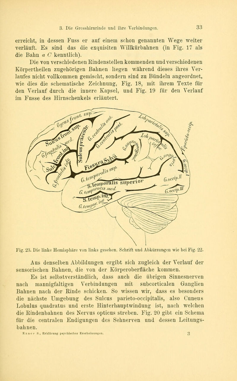 erreicht, in dessen Fuss er auf einem schon genannten Wege weiter verläuft. Es sind das die exquisiten Willkürbahnen (in Fig. 17 als die Bahn a C kenntlich). Die von verschiedenen Rindenstellen kommenden und verschiedenen Körpertheilen zugehörigen Bahnen liegen während dieses ihres Ver- laufes nicht vollkommen gemischt, sondern sind zu Bündeln angeordnet, wie dies die schematische Zeichnung, Fig. 18, mit ihrem Texte für den Verlauf durch die innere Kapsel, und Fig. 19 für den Verlauf im Fiisse des Hirnschenkels erläutert. Fig. 23. Die linke Hemisphäre von links gesehen. Schrift und Abkürzungen wie bei Fig. 22. Aus denselben Abbildungen ergibt sich zugleich der Verlauf der sensorischen Bahnen, die von der Körperoberfläche kommen. Es ist selbstverständlich, dass auch die übrigen Sinnesnerven nach mannigfaltigen Verbindungen mit subcorticalen Ganglien Bahnen nach der Rinde schicken. So wissen wir, dass es besonders die nächste Umgebung des Sulcus parieto-occipitalis, also Cuneus Lobulus quadratus und erste Hinterhauptwindung ist, nach welchen die Rindenbahnen des Nervus opticus streben. Fig. 20 gibt ein Schema für die centralen Endigungen des Sehnerven und dessen Leitungs- bahnen. Exncr H,, Erklilrung pgychinclitr ErHClicinungun. Q