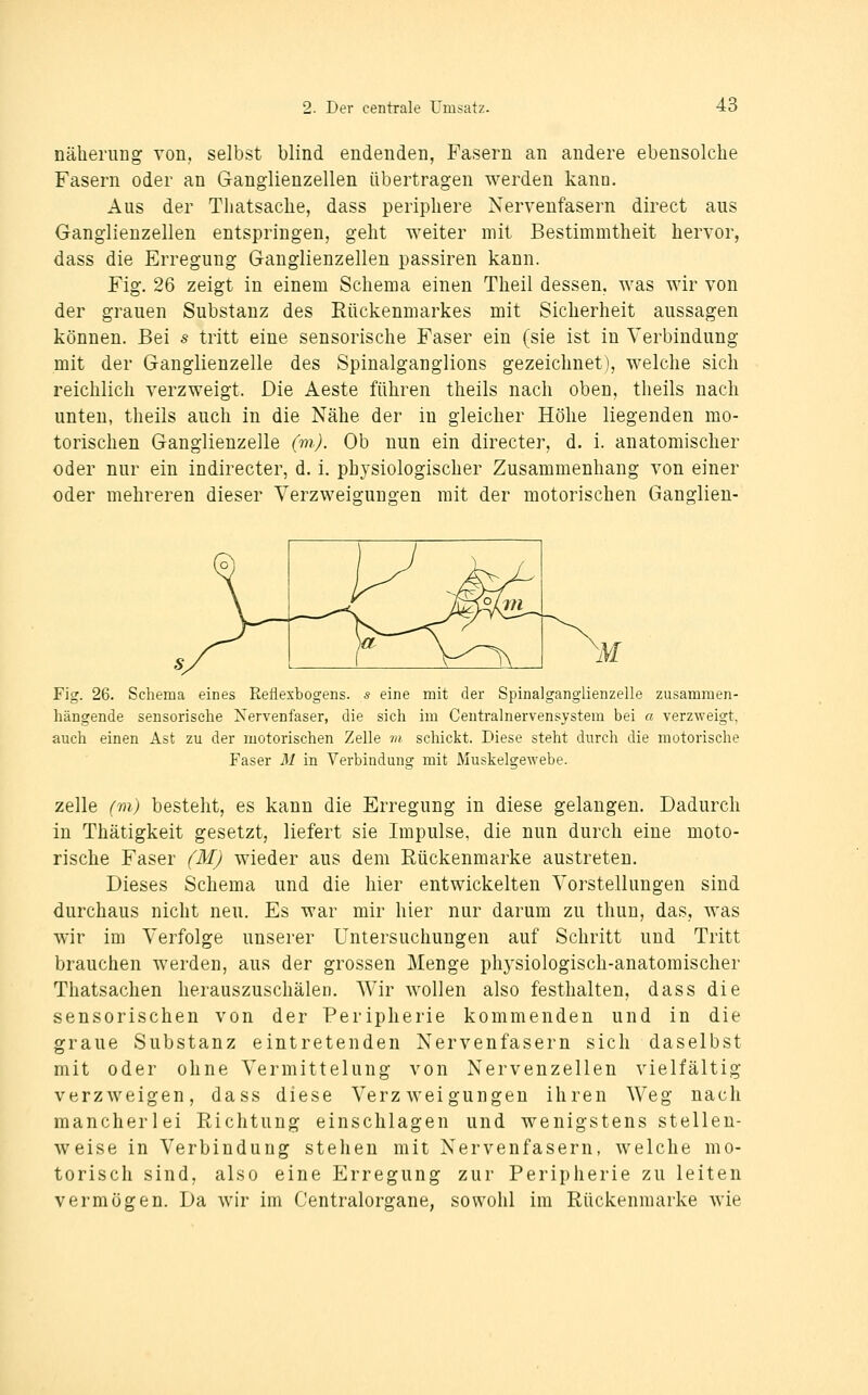 nähening von, selbst blind endenden, Fasern an andere ebensolche Fasern oder an Ganglienzellen übertragen werden kann. Aus der Tliatsaclie, dass periphere Nervenfasern direct aus Ganglienzellen entspringen, geht weiter mit Bestimmtheit hervor, dass die Erregung Ganglienzellen passiren kann. Fig. 26 zeigt in einem Schema einen Theil dessen, was wir von der grauen Substanz des Rückenmarkes mit Sicherheit aussagen können. Bei s tritt eine sensorische Faser ein (sie ist in Verbindung mit der Ganglienzelle des Spinalganglions gezeichnet), welche sich reichlich verzweigt. Die Aeste führen theils nach oben, theils nach unten, theils auch in die Nähe der in gleicher Höhe liegenden mo- torischen Ganglienzelle (m). Ob nun ein directer, d. i. anatomischer oder nur ein indirecter, d. i. physiologischer Zusammenhang von einer oder mehreren dieser Verzweio-uns-en mit der motorischen Ganglien- Fig. 26. Schema eines Refiexbogens. s eine mit der Spinalganglienzelle zusammen- hängende sensorisehe Nervenfaser, die sich im Centralnervensystem bei a verzweigt, auch einen Ast zu der motorischen Zelle w schickt. Diese steht durch die motorische Faser M in Verbindung mit Muskelgewebe. zelle (m) besteht, es kann die Erregung in diese gelangen. Dadurch in Thätigkeit gesetzt, liefert sie Impulse, die nun durch eine moto- rische Faser {Mj wieder aus dem Rückenmarke austreten. Dieses Schema und die hier entwickelten Vorstellungen sind durchaus nicht neu. Es war mir hier nur darum zu thun, das, was wir im Verfolge unserer Untersuchungen auf Schritt und Tritt brauchen werden, aus der grossen Menge phj'siologisch-anatomischer Thatsachen herauszuschälen. Wir wollen also festhalten, dass die sensorischen von der Peripherie kommenden und in die graue Substanz eintretenden Nervenfasern sich daselbst mit oder ohne Vermittelung von Nervenzellen vielfältig verzweigen, dass diese Verzweigungen ihren Weg nach mancherlei Richtung einschlagen und wenigstens stellen- weise in Verbindung stehen mit Nervenfasern, welche mo- torisch sind, also eine Erregung zur Peripherie zu leiten vermögen. Da wir im Centralorgane, sowohl im Rückenmarke wie