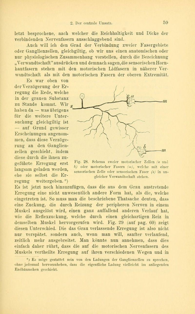 letzt besprochene, nach welcher die Eeichhaltigkeit und Dicke der verbindenden Nervenfasern ausschlaggebend sind. Auch will ich den Grad der Verbindung zweier Fasergebiete oder Ganglienzellen, gleichgiltig, ob wir uns einen anatomischen oder nur ph3'siologisclien Zusammenhang vorstellen, durch die Bezeichnung „Verwandtschaftausdrücken und demnach sagen,die sensorischenHorn- hautfasern stehen mit den motorischen Lidfasern in näherer Ver- wandtschaft als mit den motorischen Fasern der oberen Extremität. Es war oben von der Verzögerung der Er- regung die Eede, welche in der grauen Substanz zu Stande kommt. Wir haben da — was übrigens für die weitere Unter- suchung gleichgiltig ist — auf Grund gewisser Erscheinungen angenom- men, dass diese Verzöge- rung an den Ganglien- zellen geschieht, indem diese durch die ihnen zu- geführte Erregung erst langsam geladen werden, ehe sie selbst die Er- regung weitergeben. *) Es ist jetzt noch hinzuzufügen, dass die aus dem Grau austretende Erregung eine nicht unwesentlich andere Form hat, als die, welche eingetreten ist. So muss man die beschriebene Thatsache deuten, dass eine Zuckung, die durch Reizung der peripheren Nerven in einem Muskel ausgelöst wird, einen ganz auffallend anderen Verlauf hat, wie die Eeflexzuckung, welche durch einen gleichartigen Reiz in demselben Muskel hervorgerufen wird. Fig. 29 (auf pag. 60) zeigt diesen Unterschied. Die das Grau verlassende Erregung ist also nicht nur verspätet, sondern auch, wenn man will, sanfter verlaufend, zeitlich mehr ausgebreitet. Man könnte nun annehmen, dass dies einfach daher rührt, dass die auf die motorischen Nervenfasern des Muskels vertheilte Erregung auf ihren verschiedenen Wegen und in *) Es möge gestattet sein von den Ladungen der Ganglienzellen zu sprechen, ohne jedesmal hervorzuheben, dass die eigentliche Ladung vielleicht im anliegenden Endbäumchen geschieht. Fig. 28. Schema zweier motorischer Zellen fa und bj oder motorischer Fasern (m), welche mit einer sensorischen Zelle oder sensorischen Faser (sj in un- gleicher Verwandtschaft stehen.