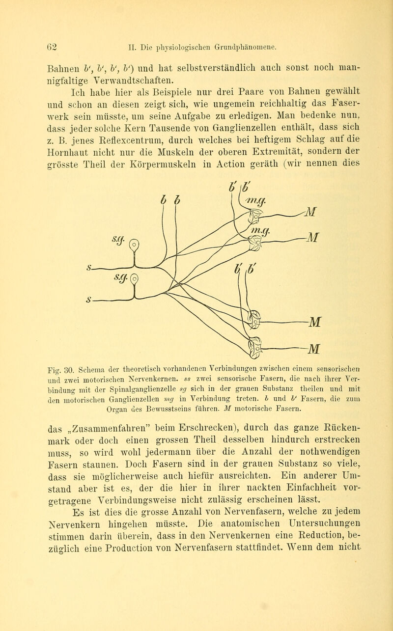 Bahnen h', h\ b', h') nnd hat selbstverständlich auch sonst noch man- nigfaltige Verwandtschaften. Ich habe hier als Beispiele nur drei Paare von Bahnen gewählt und schon an diesen zeigt sich, wie ungemein reichhaltig das Faser- werk sein müsste, um seine Aufgabe zu erledigen. Man bedenke nun, dass jeder solche Kern Tausende von Ganglienzellen enthält, dass sich z. B. jenes Reflexcentrum, durch welches bei heftigem Schlag auf die Hornhaut nicht nur die Muskeln der oberen Extremität, sondern der grösste Theil der Körpermuskeln in Action geräth (wir nennen dies Pic 30. Schema der theoretisch vorhandenen Verbindungen zwischen einem sensorischen und zwei motorischen Nervenkernen, ss zwei sensorische Fasern, die nach ihrer Ver- bindung mit der Spinalganglienzelle sg sich in der grauen Substanz theilen und mit den motorischen Ganglienzellen mg in Verbindung treten, l und b' Fasern, die zum Organ des Bewusstseins führen. M motorische Fasern. das „Zusammenfahren beim Erschrecken), durch das ganze Rücken- mark oder doch einen grossen Theil desselben hindurch erstrecken muss, so wird wohl jedermann über die Anzahl der nothw^endigen Fasern staunen. Doch Fasern sind in der grauen Substanz so viele^ dass sie möglicherweise auch hiefür ausreichten. Ein anderer Um- stand aber ist es, der die hier in ihrer nackten Einfachheit vor- getragene Verbindungsweise nicht zulässig erscheinen lässt. Es ist dies die grosse Anzahl von Nervenfasern, welche zu jedem Nervenkern hingehen müsste. Die anatomischen Untersuchungen stimmen darin überein, dass in den Nervenkernen eine Reduction, be- züglich eine Production von Nervenfasern stattfindet. Wenn dem nicht