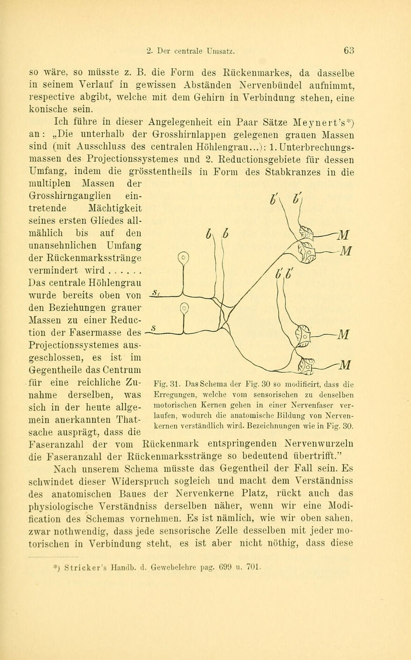 so wäre, so müsste z. B. die Form des Rückenmarkes, da dasselbe in seinem Verlauf in gewissen Abständen Nervenbündel aufnimmt, respective abgibt, welche mit dem Gehirn in Verbindung stehen, eine konische sein. Ich führe in dieser Angelegenheit ein Paar Sätze Mej^nert's*) an: „Die unterhalb der Grosshirnlappen gelegenen grauen Massen sind (mit Ausschluss des centralen Höhlengrau...): l.Unterbrechnngs- massen des Projectionssystemes und 2. Reductionsgebiete für dessen Umfang, indem die grösstentheils in Form des Stabkranzes in die multiplen Massen der Grosshirnganglien ein- /' z' tretende Mächtigkeit seines ersten Gliedes all- mählich bis auf den unansehnlichen Umfang der Eückenmarksstränge vermindert Avird ...... Das centrale Höhlengrau wurde bereits oben von den Beziehungen grauer Massen zu einer Reduc- tion der Fasermasse des Projectionssystemes aus- geschlossen, es ist im Gegentheile das Centrum für eine reichliche Zu- nahme derselben, was sich in der heute allge- mein anerkannten That- sache ausprägt, dass die Faseranzahl der vom Rückenmark entspringenden Nervenvvurzelu die Faseranzahl der Rückenmarksstränge so bedeutend übertrifft. Nach unserem Schema müsste das Gegentheil der Fall sein. Es schwindet dieser Widerspruch sogleich und macht dem Verständniss des anatomischen Baues der Nervenkerne Platz, rückt auch das physiologische Verständniss derselben näher, wenn wir eine Modi- fication des Schemas vornehmen. Es ist nämlich, wie wir oben sahen, zwar nothwendig, dass jede sensorische Zelle desselben mit jeder mo- torischen in Verbindung stellt, es ist aber nicht nöthig, dass diese Fig. 31. Das Schema der Fig. 30 so modificirt, dass die Erregungen, welche vom sensorisehen zu denselben motorischen Kernen gehen in einer Nervenfaser ver- laufen, wodurch die anatomische Bildung von Nerven- kernen verständlich wird. Bezeichnungen wie in Fig. 30. *) Stricker's Hamlb. d. Gewebelehre pag. (j99 u. 701.