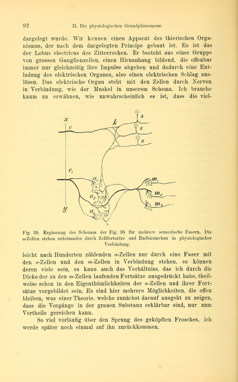 dargelegt wurde. Wir kennen einen Apparat des thierischen Orga- nismus, der nach dem dargelegten Principe gebaut ist. Es ist das der Lobus electricus des Zitterrochen. Er besteht aus einer Gruppe von grossen G-anglienzellen. einen Hirnanhang bildend, die offenbar immer nur gleichzeitig ihre Impulse abgeben und dadurch eine Ent- ladung des elektrischen Organes, also einen elektrischen Schlag aus- lösen. Das elektrische Organ steht mit den Zellen durch Nerven in Verbindung, wie der Muskel in unserem Schema. Ich brauche kaum zu erwähnen, wie unwahrscheinlich es ist, dass die viel- Fig. 39. Ergänzung des Schemas der Fig. 38 für mehrere sensorische Fasern. Die a-Zellen stehen miteinander durch Zellfortsätze und Endbäumchen in physiologischer Verbindung. leicht nach Hunderten zählenden a-Zellen nur durch eine Faser mit den s-Zellen und den m-Zellen in Verbindung stehen, es können deren viele sein, es kann auch das Verhältniss, das ich durch die Dicke der zu den m-Zellen laufenden Fortsätze ausgedrückt habe, theil- weise schon in den Eigenthümlichkeiten der a-Zellen und ihrer Fort- sätze vorgebildet sein. Es sind hier mehrere Möglichkeiten, die offen bleiben, was einer Theorie, welche zunächst darauf ausgeht zu zeigen, dass die Vorgänge in der grauen Substanz erklärbar sind, nur zum Vortheile gereichen kann. So viel vorläufig über den Sprung des geköpften Frosches, ich werde später noch einmal auf ihn zurückkommen.