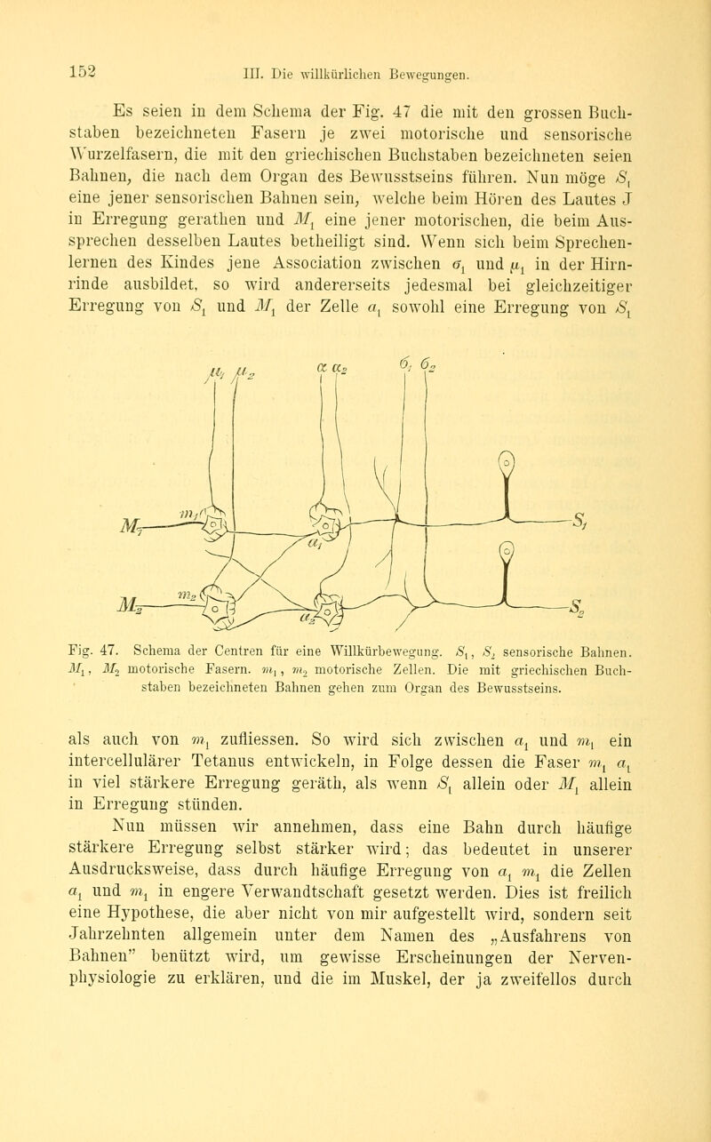 Es seien in dem Schema der Fig. 47 die mit den grossen Buch- staben bezeichneten Fasern je zwei motorische und sensorische Wurzelfasern, die mit den griechischen Buchstaben bezeichneten seien Bahnen^ die nach dem Organ des Bewusstseins führen. Nun möge ß^ eine jener sensorischen Bahnen sein, welche beim Hören des Lautes J in Erregung gerathen und ilfj eine jener motorischen, die beim Aus- sprechen desselben Lautes betheiligt sind. Wenn sich beim Sprechen- lernen des Kindes jene Association zwischen <?^ und (i^ in der Hirn- rinde ausbildet, so wird andererseits jedesmal bei gleichzeitiger Erregung von S^ und il/j der Zelle a^ sowohl eine Erregung von /S\ cc «2 6, 6n Fig. 47. Schema der Centren für eine Willkürbewegung, ä, , ^S*^ sensorische Bahnen. M^, M^ motorische Fasern, «i,, m^ motorische Zellen. Die mit griechischen Buch- staben bezeichneten Bahnen gehen zum Organ des Bewusstseins. als auch von w^ zufliessen. So wird sich zwischen a^ und m^ ein intercellulärer Tetanus entwickeln, in Folge dessen die Faser m^ a^ in viel stärkere Erregung geräth, als wenn S^ allein oder M^ allein in Erregung stünden. Nun müssen wir annehmen, dass eine Bahn durch häufige stärkere Erregung selbst stärker wird; das bedeutet in unserer Ausdrucksweise, dass durch häufige Erregung von a^ m^ die Zellen «1 und m^ in engere Verwandtschaft gesetzt werden. Dies ist freilich eine Hypothese, die aber nicht von mir aufgestellt wird, sondern seit Jahrzehnten allgemein unter dem Namen des „Ausfahrens von Bahnen benützt wird, um gewisse Erscheinungen der Nerven- physiologie zu erklären, und die im Muskel, der ja zweifellos durch