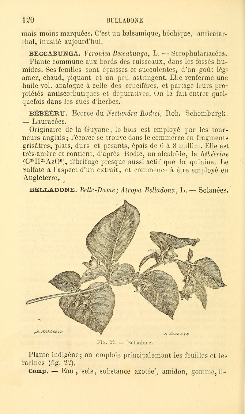mais moins marquées. C'est un. balsamique, bêchique, anticatar- rhal, inusité aujourd'hui. BECCABUNGA. Veroiiica Beccàbunga, L. — Scrophulariacées. Plante commune aux bords des ruisseaux, dans les fossés hu- mides. Ses feuilles sont épaisses et succulentes, d'un goût légt amer, chaud, piquant et un peu astringent. Elle renferme une huile vol. analogue à celle des crucifères, et partage leurs pro- priétés antiscorbutiques et dépuratives. On la fait entrer quel- quefois dans les sucs d'herbes. BËBËÉRU. Ecorce du Nectandra Rodici, Rob. Schomburgk. — Lauracées. Originaire de la Guyane; le bois est employé par les tour- neurs anglais; l'écorce se trouve dans le commerce en fragments grisâtres, plats, durs et pesants, épais de 6 à 8 millim. Elle est très-amère et contient, d'après Rodic, un alcaloïde, la bébéérine (C38H21Az06), fébrifuge presque aussi actif que la quinine. Le sulfate a l'aspect d'un extrait, et commence à être employé en Angleterre. BELLADONE. Belle-Dame ; Atropa Belladona, L. — Solanées. <4. j?s0Ci-<: SsT Belladone, Plante indigène; on emploie principalement les feuilles et les racines (fîg. 22). Comp. — Eau, sels, substance azotée', amidon, gomme, li-