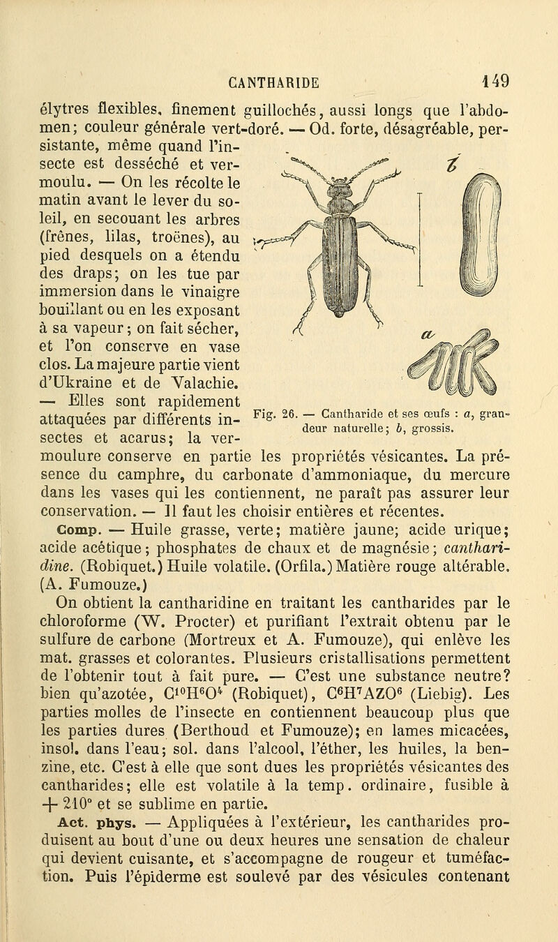 Fig. 26. — Cantharide et ses œufs deur naturelle; 6, grossis. gran- élytres flexibles, finement guillochés, aussi longs que l'abdo- men; couleur générale vert-doré. — Od. forte, désagréable, per- sistante, même quand Pin- secte est desséché et ver- ^*\ >****\ % moulu. — On les récolte le matin avant le lever du so- leil, en secouant les arbres (frênes, lilas, troènes), au pied desquels on a étendu des draps; on les tue par immersion dans le vinaigre bouillant ou en les exposant à sa vapeur ; on fait sécher, et Ton conserve en vase clos. La majeure partie vient d'Ukraine et de Yalachie. — Elles sont rapidement attaquées par différents in- sectes et acarus; la ver- moulure conserve en partie les propriétés vésicantes. La pré- sence du camphre, du carbonate d'ammoniaque, du mercure dans les vases qui les contiennent, ne paraît pas assurer leur conservation. — 11 faut les choisir entières et récentes. Gomp. —Huile grasse, verte; matière jaune; acide urique; acide acétique ; phosphates de chaux et de magnésie ; canthari- dine. (Robiquet.) Huile volatile. (Orfila.) Matière rouge altérable. (A. Fumouze.) On obtient la cantharidine en traitant les cantharides par le chloroforme (W. Procter) et purifiant l'extrait obtenu par le sulfure de carbone (Mortreux et A. Fumouze), qui enlève les mat. grasses et colorantes. Plusieurs cristallisations permettent de l'obtenir tout à fait pure. — C'est une substance neutre? bien qu'azotée, Ci°H604 (Robiquet), G6H7AZ06 (Liebig). Les parties molles de l'insecte en contiennent beaucoup plus que les parties dures (Berthoud et Fumouze); en lames micacées, insol. dans l'eau; sol. dans l'alcool, l'éther, les huiles, la ben- zine, etc. C'est à elle que sont dues les propriétés vésicantes des cantharides; elle est volatile à la temp. ordinaire, fusible à -j- 210° et se sublime en partie. Act. phys. — Appliquées à l'extérieur, les cantharides pro- duisent au bout d'une ou deux heures une sensation de chaleur qui devient cuisante, et s'accompagne de rougeur et tuméfac- tion. Puis l'épiderme est soulevé par des vésicules contenant