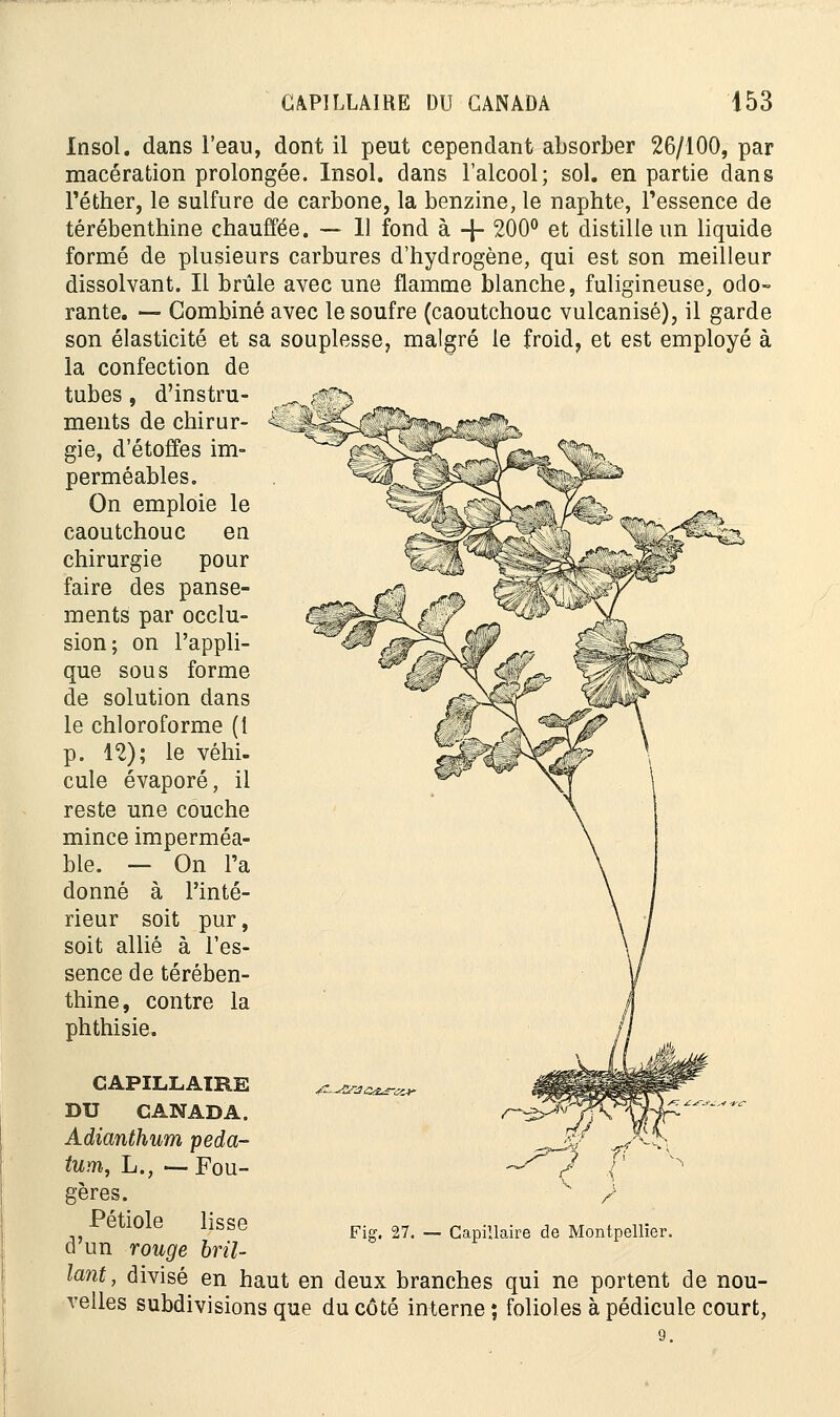 Insol. dans l'eau, dont il peut cependant absorber 26/100, par macération prolongée. Insol. dans l'alcool; sol. en partie dans l'éther, le sulfure de carbone, la benzine, le naphte, l'essence de térébenthine chauffée. — 11 fond à -|- 200° et distille un liquide formé de plusieurs carbures d'hydrogène, qui est son meilleur dissolvant. Il brûle avec une flamme blanche, fuligineuse, odo- rante. — Combiné avec le soufre (caoutchouc vulcanisé), il garde malgré le froid, et est employé à son élasticité et sa souplesse la confection de tubes, d'instru- ments de chirur- gie, d'étoffes im- perméables. On emploie le caoutchouc en chirurgie pour faire des panse- ments par occlu- sion; on l'appli- que sou s forme de solution dans le chloroforme (1 p. 12); le véhi- cule évaporé, il reste une couche mince imperméa- ble. — On l'a donné à l'inté- rieur soit pur, soit allié à l'es- sence de térében- thine, contre la phthisie. CAPILLAIRE DU CANADA. Adianthum peda- tum, L., — Fou- gères. Pétiole lisse d'un rouge bril- lant, divisé en haut en deux branches qui ne portent de nou- velles subdivisions que du côté interne ; folioles à pédicule court, Fig. 27. — Capillaire de Montpellier.