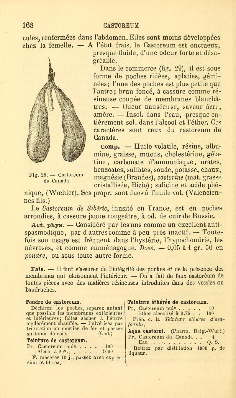 cules, renfermées dans l'abdomen. Elles sont moins développées chez la femelle. — A l'état frais, le Gastoreum est onctueux, presque fluide, d'une odeur forte et désa- gréable. Dans le commerce (fig. 29), il est sous forme de poches ridées, aplaties, gémi- nées; l'une des poches est plus petite que l'autre ; brun foncé, à cassure comme ré- sineuse coupée de membranes blanchâ- tres. — Odeur nauséeuse, saveur acre, amère. —Insol. dans l'eau, presque en- tièrement sol. dans l'alcool et l'éther. Ces caractères sont ceux du castoreum du Canada. Comp. — Huile volatile, résine, albu- mine, graisse, mucus, cholestérine, géla- tine , carbonate d'ammoniaque, urates, benzoates, sulfates, soude, potasse, chaux, magnésie (Brandes), castorine (mat. grasse cristallisée, Bizio) ; salicine et acide phé- nique, (Wœhler). Ses propr. sont dues à l'huile vol. (Valericien- nes fils.) Le Castoreum de Sibérie, inusité en France, est en poches arrondies, à cassure jaune rougeâtre, à od. de cuir de Russie. Act. phys. — Considéré par les uns comme un excellent anti- spasmodique, par d'autres comme à peu près inactif. — Toute- fois son usage est fréquent dans l'hystérie, l'hypochondrie, les névroses, et comme emménagogue. Dose. — 0,05 à 1 gr. 50 en poudre, ou sous toute autre forme. Fais. — Il faut s'assurer de l'intégrité des poches et de la présence des membranes qui cloisonnent l'intérieur. — On a fait de faux castoreum de toutes pièces avec des matières résineuses introduites dans des vessies ou baudruches. Fig. 29. — Castoreum du Canada. Pondre de castoreum. Déchirez les poches, séparez autant que possible les membranes extérieures et intérieures ; faites sécher à l'étuve modérément chauffée. — Pulvérisez par trituration au mortier de fer et passez au tamis de soie. (God.) Teinture de castoreum. Pr. Castoreum pulv .... 100 Alcool à 80° 1000 F. macérer 10 j., passez avec expres- sion et filtrez. Teinture éthérée de castoreum. Pr. Castoreum pulv 10 Ether alcoolisé à 0,76 . . 100 Prép. c. la Teinture éthérée d'asa- fœtida. Aqua castorei. (Pharm. Belg.-Wurt.) Pr. Castoreum du Canada . . 4 Eau Q. S. Retirez par distillation 1000 p. de liqueur.