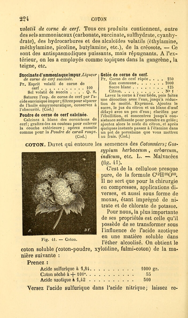 volatil de corne de cerf. Tous ces produits contiennent, outre des sels ammoniacaux (carbonate, succinate, sulfhydrate, cyanhy- drate), des hydrocarbures et des alcaloïdes volatils (éthylamine, méthylamine, picoline, butylamine, etc.), de la créosote. — Ce sont des antispasmodiques puissants, mais répugnants. A l'ex- térieur, on les a employés comme topiques dans la gangrène, la teigne, etc. Sucoinate d'ammoniaqueimpur.Liqueur de corne de cerf succiriée. Pr. Esprit volatil de corne de cerf 100 Sel volatil de succin .... Q. S. Saturez l'esp. de corne de cerf par l'a- cide succinique impur ; filtrez pour séparer de l'huile empymeuratique, conservez à l'obscurité. (God.) Poudre de corne de cerf calcinée. Calcinez à blanc des cornichons de cerf; grattez-les au couteau pour enlever la couche extérieure ; opérez ensuite comme pour la Poudre de corail rouge. (Cod.) Gelée de corne de cerf. Pr. Corne de cer.f râpée Eau commune. . . Sucre blanc .... Citron 250 2000 125 N° i Lavez la corne à l'eau tiède, puis faites une décoction avec l'eau, jusqu'à réduc- tion de moitié. Exprimez. Ajoutez le sucre, le jus du citron et un blanc d'oeuf délayé avec un peu d'eau; clarifiez par l'ébullition, et concentrez jusqu'à con- sistance suffisante pour prendre en gelée ; ajoutez alors le zeste du citron, et après quelques instants passez à l'étamine dans un pot de porcelaine que vous mettrez au frais. (Cod.) COTON. Duvet qui entoure les semences des Cotonniers; Gos- sypium herbaceum, arboreum, indicum, etc. L. — Malvaeées (flg. 41). C'est de la cellulose presque pure, de la formule G^H^O10. Il ne sert que pour la chirurgie en compresses, applications di- verses, et aussi sous forme de moxas, étant imprégné de ni- trate et de chlorate de potasse. Pour nous, la plus importante de ses propriétés est celle qu'il possède de se transformer sous l'influence de l'acide azotique en une matière soluble dans l'éther alcoolisé. On obtient le coton soluble (coton-poudre, xyloïdine, fulmi-coton) de la ma- nière suivante : Prenez : Acide sulfurique à 1,84 1000 gr. Coton séché à-{-100° 55 Acide azotique à 1,42 500 Versez l'acide sulfurique dans l'acide nitrique; laissez re-