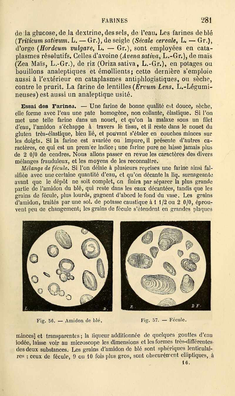 de ia glucose, de la dextrine, des sels, de l'eau. Les farines de blé (Triticum sativum. L. — Gr.), de seigle (Sécale céréale, L. — Gr.), d'orge (Hordeum vulgare, L. — Gr.), sont employées en cata- plasmes résolutifs. Celles d'avoine (Avena sativa, L.-Gr.), de maïs (Zea Maïs, L.-Gr.), de riz (Oriza sativa, L.-Gr.), en potages ou bouillons analeptiques et émollients; cette dernière s'emploie aussi à l'extérieur en cataplasmes antiphlogistiques, ou sèche, contre le prurit. La farine de lentilles (Ervum Lens. L.-Légumi- neuses) est aussi un analeptique usité. des Farines. — Une farine de bonne qualité est douce, sèche, elle forme avec l'eau une pâte homogène, non collante, élastique. Si l'on met une telle farine dans un nouet, et qu'on la malaxe sous un filet d'eau, l'amidon s'échappe à travers le tissu, et il reste dans le nouet du gluten très-élastique, bien lié, et pouvant s'étaler en couches minces sur les doigts. Si la farine est avariée ou impure, il présente d'autres ca- ractères, ce qui est un prem:er indice ; une farine pure ne laisse jamais plus de 2 0/0 de cendres. Nous allons passer en revue les caractères des divers mélanges frauduleux, et les moyens de les reconnaître. Mélange de fécule. Si l'on délaie à plusieurs reprises une farine ainsi fal- sifiée avec une certaine quantité d'eau, et qu'on décante la liq. surnageante avant que le dépôt ne soit complet, on finira par séparer la plus grande partie de l'amidon du blé, qui reste dans les eanx décantées, tandis que les grains de fécule, plus lourds, gagnent d'abord le fond du vase. Les grains d'amidon, traités par une sol. de potasse caustique à 1 1/2 ou 2 0/0, éprou- vent peu de changement; les grains de fécule s'étendent en grandes plaques Fig. 56. — Amidon de blé. Fig. 57, — Fécule. minces] et transparentes ; la liqueur additionnée de quelques gouttes d'eau iodée, laisse voir au microscope les dimensions et les formes très-différentes des deux substances. Les grains d'amidon de blé sont sphériques lenticulai- res ; ceux de fécule, 9 ou 10 fois plus gros, sont obscurément elliptiques, à 16.