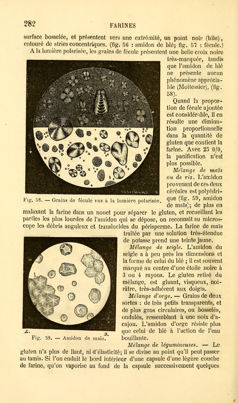 surface bosselée, et présentent vers une extrémité, un point noir (hile), entouré de stries concentriques, (fig. 56 : amidon de blé; fig. 57 : fécule.) A la lumière polarisée, les grains de fécule présentent une belle croix noire très-marquée, tandis que l'amidon de blé ne présente aucun phénomène apprécia- ble (Moilessiér), (fig. 58). Quand h propor- tion de fécule ajoutée est considérable, il en résulte une diminu- tion proportionnelle dans la quantité de gluten que contient la farine. Avec 25 0/0, la panification n'est plus possible. Mélange de maïs ou de riz. L'amidon provenant de ces deux céréales est polyédri- que (fig. 59, amidon de maïs); de plus en malaxant la farine dans un nouet pour séparer le gluten, et recueillant les parties les plus lourdes de l'amidon qui se dépose, on reconnaît au micros- cope les débris anguleux et translucides du périsperme. La farine de maïs traitée par une solution très-étendue de potasse prend une teinte jaune. Mélange de seigle. L'amidon du seigle a à peu près les dimensions et la forme de celui du blé ; il est souvent marqué au centre d'une étoile noire à 3 ou 4 rayons. Le gluten retiré du mélange, est gluant, visqueux, noi- râtre, très-adhérent aux doigts. Mélange d'orge. — Grains de deux sortes : de très petits transparents, et de plus gros circulaires, ou bosselés, ondulés, ressemblant à une noix d'a- cajou. L'amidon d'orge résiste plus que celui de blé à l'action de l'eau bouillante. Mélange de légumineuses. — Le gluten n'a plus de liant, ni d'élasticité; il se divise au point qu'il peut passer au tamis. Si l'on enduit le bord intérieur d'une capsule d'une légère couche de farine, qu'on vaporise au fond de la capsule successivement quelques Fig. 58. — Grains de fécule vus à la lainière polarisée Amidon de maïs.