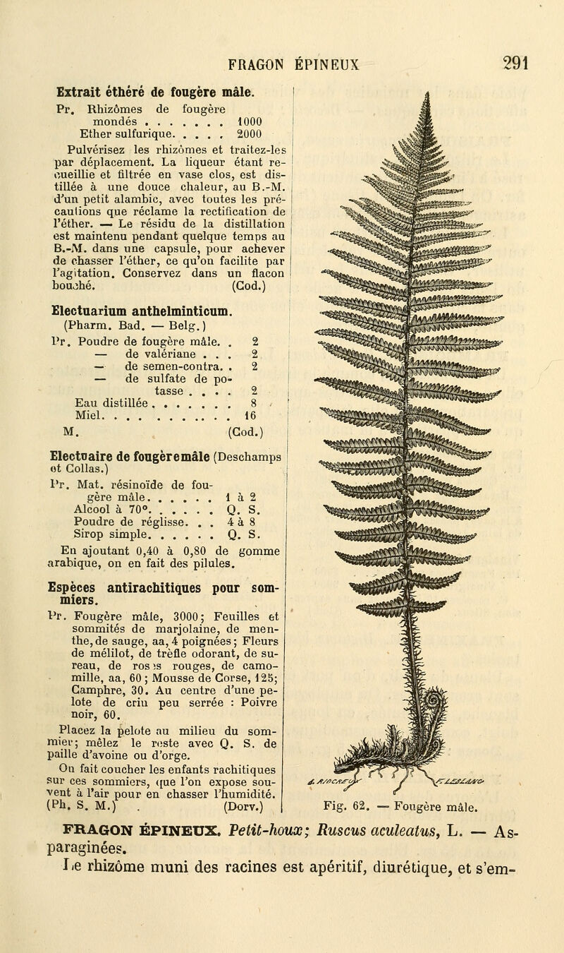 Extrait éthéré de fougère mâle. Pr. Rhizomes de fougère mondés 1000 Ether sulfurique 2000 Pulvérisez les rhizomes et traitez-les par déplacement. La liqueur étant re- cueillie et filtrée en vase clos, est dis- tillée à une douce chaleur, au B.-M. d'un petit alambic, avec toutes les pré- [ cautions que réclame la rectification de l'éther. — Le résidu de la distillation est maintenu pendant quelque temps au B.-M. dans une capsule, pour achever de chasser l'éther, ce qu'on facilite par l'agitation. Conservez dans un flacon I bouohé. (God.) Electuarium anthelminticum. (Pharm. Bad. — Belg.) Pr. Poudre de fougère mâle. . 2 — de valériane ... 2 — de semen-contra. . 2 — de sulfate de po- Eau distillée Miel. . . . M. . 16 (God.) Electoaire de fougèremâle (Deschamps ot Collas.) Pr. Mat. résinoïde de fou- gère mâle 1 à 2 Alcool à 70° Q. S. Poudre de réglisse. . . 4 à 8 Sirop simple Q. S. En ajoutant 0,40 à 0,80 de gomme arabique, on en fait des pilules. Espèces antirachitiques pour som- miers. Pr. Fougère mâle, 3000; Feuilles et sommités de marjolaine, de men- the, de sauge, aa,4 poignées; Fleurs de mélilot, de trèfle odorant, de su- reau, de ros ;s rouges, de camo- mille, aa, 60 ; Mousse de Corse, 125; Camphre, 30. Au centre d'une pe- lote de crin peu serrée : Poivre noir, 60. Placez la pelote au milieu du som- mier; mêlez le reste avec Q. S. de paille d'avoine ou d'orge. On fait coucher les enfants rachitiques sur ces sommiers, que l'on expose sou- vent à l'air pour en chasser l'humidité. (Ph. S. M.) (Dorv.) Fig. 62. — Fougère mâle. fragon ÉPINEUX. Petit-houx; Ruscus aculeatus, L. — As- paraginées. lie rhizome muni des racines est apéritif, diurétique, et s'em-