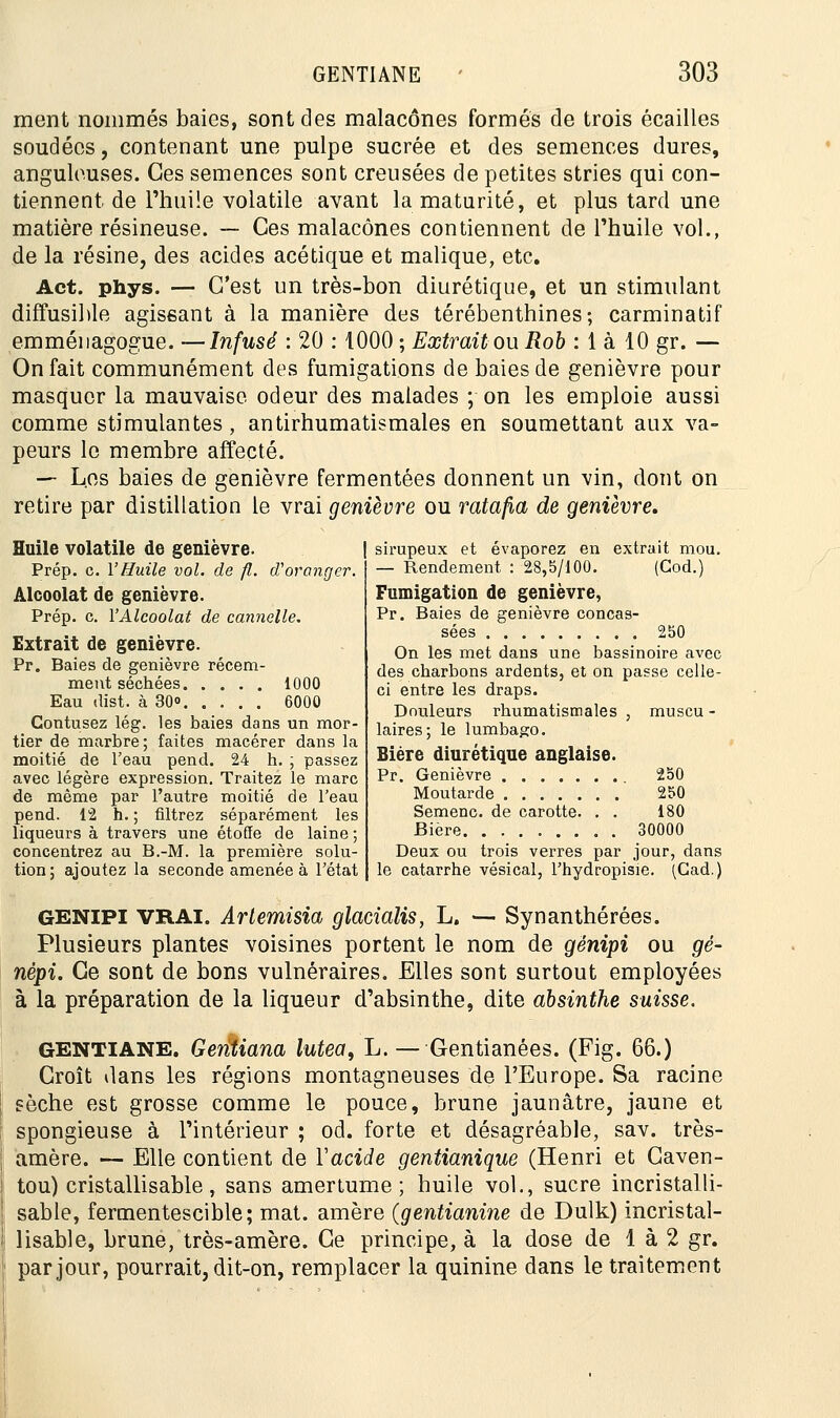 ment nommés baies, sont des malacônes formés de trois écailles soudées, contenant une pulpe sucrée et des semences dures, anguleuses. Ces semences sont creusées de petites stries qui con- tiennent de l'huile volatile avant la maturité, et plus tard une matière résineuse. — Ces malacônes contiennent de l'huile vol., de la résine, des acides acétique et malique, etc. Act. phys. — C'est un très-bon diurétique, et un stimulant diffusible agissant à la manière des térébenthines; carminatif emméiiagogue. —Infusé : 20 : 1000 ; Extrait ou Rob : 1 à 10 gr. — On fait communément des fumigations de baies de genièvre pour masquer la mauvaise odeur des malades ; on les emploie aussi comme stimulantes, antirhumatismales en soumettant aux va- peurs le membre affecté. — Les baies de genièvre fermentées donnent un vin, dont on retire par distillation le vrai genièvre ou ratafia de genièvre. Huile volatile de genièvre. Prép. c. l'Huile vol. de fl. d'oranger. Alcoolat de genièvre. Prép. c. l'Alcoolat de cannelle. Extrait de genièvre. Pr. Baies de genièvre récem- ment séchées 1000 Eau dist. à 30» 6000 Contusez lég. les baies dans un mor- tier de marbre ; faites macérer dans la moitié de l'eau pend. 24 h. ; passez avec légère expression. Traitez le marc de même par l'autre moitié de l'eau pend. 12 h. ; filtrez séparément les liqueurs à travers une étoffe de laine ; concentrez au B.-M. la première solu- tion; ajoutez la seconde amenée à l'état sirupeux et évaporez en extrait mou. — Rendement : 28,5/100. (Cod.) Fumigation de genièvre, Pr. Baies de genièvre concas- sées . 2b0 On les met dans une bas sinoire avec des charbons ardents, et on passe celle- ci entre les draps. Douleurs rhumatismales , muscu - laires; le lumbago. Bière diurétique anglaise. Pr. Genièvre 250 Moutarde 250 Semenc. de carotte. . . 180 Bière 30000 Deux ou trois verres par jour, dans le catarrhe vésical, Fhydropisie. (Cad.) GENIPI VRAI. Artemisia glacialis, L. — Synanthérées. Plusieurs plantes voisines portent le nom de génipi ou gé- népi. Ce sont de bons vulnéraires. Elles sont surtout employées à la préparation de la liqueur d'absinthe, dite absinthe suisse. GENTIANE. Geritiana lutea, L. — Gentianées. (Fig. 66.) Croît dans les régions montagneuses de l'Europe. Sa racine sèche est grosse comme le pouce, brune jaunâtre, jaune et spongieuse à l'intérieur ; od. forte et désagréable, sav. très- amère. — Elle contient de Yacide gentianique (Henri et Caven- tou) cristallisable, sans amertume; huile vol., sucre incristalli- sable, fermentescible; mat. amère {gentianine de Dulk) incristal- lisable, brune, très-amère. Ce principe, à la dose de 1 à 2 gr. par jour, pourrait, dit-on, remplacer la quinine dans le traitement