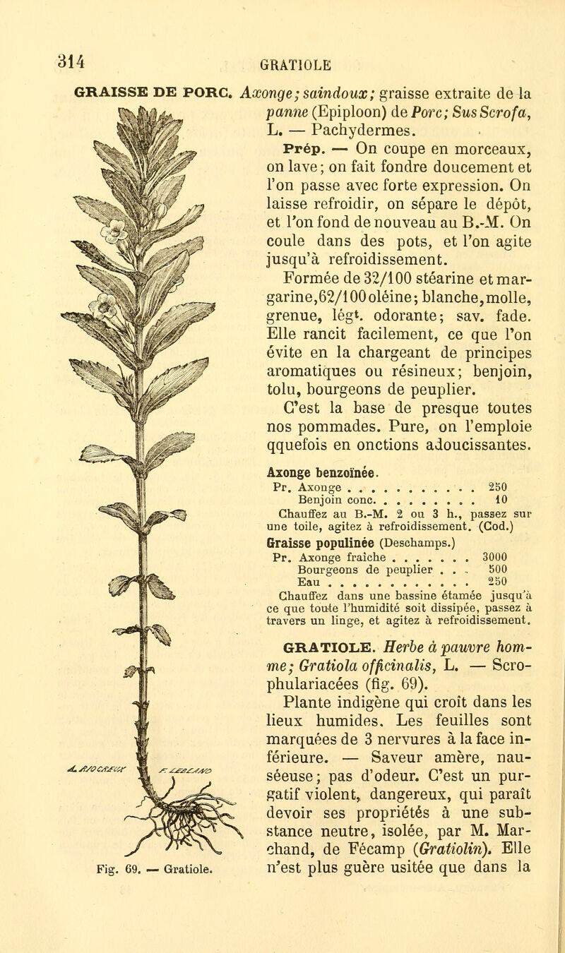 GRAISSE DE porc. Axonge; saindoux; graisse extraite de la m||^; panne (Epiploon) de Porc; Sus Scrofa, L. — Pachydermes. |L» Prép. — On coupe en morceaux, jff on lave; on fait fondre doucement et / l'on passe avec forte expression. On f yr» laisse refroidir, on sépare le dépôt, -g^ et Ton fond de nouveau au B.-M. On '- Vr '. * \ coule dans des pots, et l'on agite jusqu'à refroidissement. Formée de 32/100 stéarine et mar- garine,62/100 oléine; blanche, molle, grenue, légt. odorante; sav. fade. Elle rancit facilement, ce que Ton évite en la chargeant de principes SXy^*'J' aromatiques ou résineux; benjoin, fi!/ ^#' tolu, bourgeons de peuplier. C'est la base de presque toutes ^^ nos pommades. Pure, on l'emploie ^ê>' qquefois en onctions adoucissantes. Axonge benzoïnée. Pr. Axonge 250 Benjoin conc 10 Chauffez au B.-M. 2 ou 3 h., passez sur une toile, agitez à refroidissement. (God.) Graisse populinée (Desehamps.) Pr. Axonge fraîche 3000 Bourgeons de peuplier . . .. 500 Eau 250 Chauffez dans une bassine étamée jusqu'à ce que toute l'humidité soit dissipée, passez à travers un linge, et agitez à refroidissement. GRATIOLE. Herbe à pauvre hom- me; Gratiola offîcinalis, L. — Scro- phulariacées (fig. 69). Plante indigène qui croît dans les lieux humides. Les feuilles sont marquées de 3 nervures à la face in- férieure. — Saveur amère, nau- seeuse; pas d odeur. G est un pur- gatif violent, dangereux, qui paraît devoir ses propriétés à une sub- stance neutre, isolée, par M. Mar- chand, de Fécamp (Gratioliri). Elle Fig. 69. — Gratiole. n'est plus guère usitée que dans la
