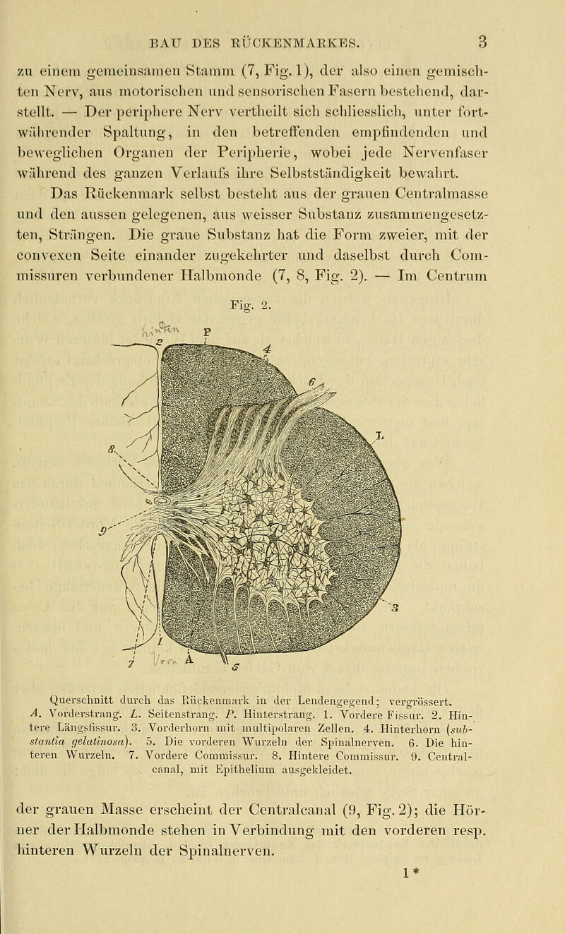 zu einem gemeinsanien Stamm (7, Fig. 1), der also einen gemisch- ten Nei'V, avis motorischen unci sensorischcn Fasern bcstehend, dar- stellt. — Der peripliere New vertheilt sicli schliesslich, unter fort- wiilirender Spaltung, in den betreffenden empfindenden und bewcgliclien Organen der Peripherie, wobei jede Nervenfaser wahrend des ganzen Verlaufs ibre Selbststandigkeit bewahrt. Das Riickenmark selbst besteht aus der grauen Centralmasse und den aussen gelegenen, aiis weisser Snbstanz zusammengesetz- ten, Strfingen. Die graue Snbstanz hat die Form zweier, mit der convexen Seite einander zugekehrter und daselbst durch Com- missnren verbimdener Halbmonde (7, 8, Fig. 2). — Im Centrum Pig. 2. Querschnitt duvch das Riickenmark in der Lendeixgeg-end; vero-rossert, A. Vorderstrang. L. Seitenstrang. P. Hinterstrang. 1. Vordere Fissur. 2. Hin- tere Langsfissur. 3. Vorderhorn mit multipolaren Zellen. 4. Hinterhorn {sub- stantia gelatinosa). 5. Die vorderen Wurzeln der Spinalnerven. 6. Die liin- teren Wurzeln. 7. Vordere Commissur. 8. Hintere Commissur. 9. Central- canal, mit Epithelium ausgekleidet. der grauen Masse erscheint der Centralcanal (9, Fig. 2); die Hor- ner der Halbmonde stehen inVerbindung mit den vorderen resp. hinteren Wurzeln der Spinalnerven. 1*