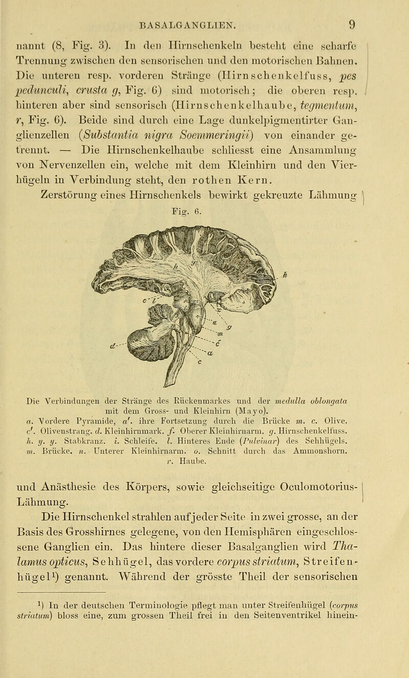 iianiit (8, Fig. 3). In den Ilirnschenkeln bcsteht cine scharfe Trenuuug zwischen dou sensorisclien und den motorischeu Bahnen. Die uuteren resp. vordereu Strange (Ilirnschenkelfuss, pes pcdunculi, crusta g, Fig. G) sind niotoriscli; die oberen resp. hiuteren aber sind sensorisch (lliruschenkelhaube, tegmentum^ r, P'ig. G). Beide sind durcb eine Lage dunkelpigmentirter Gau- glienzellen (Substantia nigra Soemmeringii) von einander ge- treunt. — Die llirnscbenkelliaube scliliesst eine Ansammlung von Nervenzellen ein, welcbe mit dem Kleinhirn und den Vier- liiigeln in Verbindung steht, den roth en Kern. Zerstoruug eines Hirnsclienkels bewirkt gekreuzte Lahniung Fia:. 6. Die Verbindungeii der Strange des Riickenmarkes und der medulla oblongata mit dem Gross- und Kleinhirn (Mayo). a. Vordere P3'ramide, a', ihre Fortsetzung durcli die Briicke m. c. Olive. c'. Olivenstrang. d. Kleinhirnmark. f. Oberer Kleinhirnarm. g. Hirnschenkelf'uss. h. y. y. Stabkranz. i. Schleit'e. I. Hinteres Ende {Pulvinai') des Sehhiigels. m. Briicke. n. Unterer Kleinhirnarm. o. Schnitt durch das Ammonshorn. r. Haube. und Anasthesie des Korj)ers, sowie gleicbseitige Oculomotorius-1 Lahmung. ' Die Hirnschenkel strahlen auf jeder Seite in zwei grosse, an der Basis des Grosshirnes gelegene, von den Plemispharen eingeschlos- sene Gangiieu ein. Das Mntere dieser Basalgangiien wird Tha- lamus opticus, S e li h li g e 1, das vordere corpus striatum, S t r e i f e n - hiigeP) genannt. Wabrend der grosste Theil der sensoriscben ^) In der deutscheu Termiuologie pflegt man uuter Stveifeuliiigel [corpiis striatum) bloss eine, zuni grossen Theil frei iu den Seitenventi'ikel hinein-