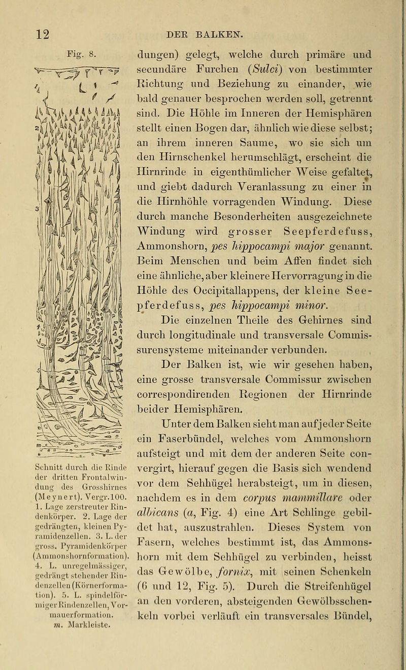 Fiff. 8. ^ / •-^ Schnitt durch die Rinde der dritten Frontalwin- duiig des Grosshirnes (Meynert). Vergr.lOO. 1. Liige zerstreuter Rin- deiikijrper. 2. Lage der gedraiigten, kleiiien Py- ramidenzellen. 3. L. der gross. Pyramidenkorpcr (Aminonshornfonnation). 4. L. uiiregeliniissigor, gt'driiiigt stc'hcndcv Riii- dcii/.olk'n (Koriierl'drma- tion). 5. L. spindcll'ih- iiiigerRiiulen/.elleii, Vor- mauerformatiou. m. Markleiste. dungen) gelegt, welche durch primare uud secundare Furcben (Sulci) von bestimmter Richtung iind Beziehung zu einander, wie bald genauer besproclien werden soil, getrennt sind. Die Hohle im Iniieren der Hemispharen stellt einen Bogen dar, ahnlich wie diese selbst; an ihrem inneren Saume, wo sie sich um den Hirnschenkel herumschlagt, erscheint die Hirnrinde in eigenthumlicher Weise gefaltet, und giebt dadurch Veranlassnng zu einer in die Hirnliohle vorrageuden Windung. Diese durch manche Besonderheiten ausgezeichnete Windung wird grosser Seepferdefuss, Ammonshorn, pes Mppocampi major genannt. Beim Menschen und beim Aflen findet sich eine alinliche,aber kleinereHervorragungin die Hohle des Occipitallappens, der kleine See- pferdefuss, pes hippocampi minor. Die einzelnen Theile des Gehirnes sind durch longitudinale und transversale Commis- surensysteme miteinander verbunden. Der Balken ist, wie wir gesehen haben, eine grosse transversale Commissur zwischen correspondirenden Regionen der Hirnrinde beider Hemispharen. Unter dem Balken sieht man aufjeder Seite ein Faserbiindel, welches vom Ammonshorn aufsteigt xmd mit dem der anderen Seite con- vergirt, hierauf gegen die Basis sich wendend vor dem Sehhiigel herabsteigt, um in diesen, nachdem es in dem corpus mammiUare odcr albicans (a, Fig. 4) eine Art Schlinge gebil- det hat, auszustrahlen. Dieses System von Fasern, welches bestimmt ist, das Ammons- horn mit dem Sehhiigel zu verbinden, lieisst das Gewolbe, fornix, mit seinen Schenkeln (0 und 12, Fig. 5). Durch die Streifenhiigel an den vorderen, absteigenden Gewolbsschen- keln vorboi verlilufL ein transvcrsales liiindel,