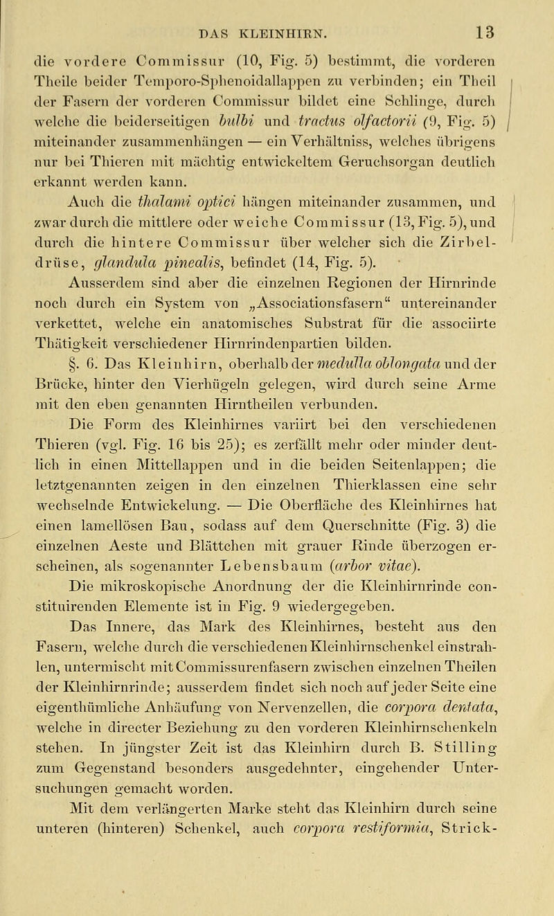 die vordero Commissur (10, Fig. 5) bestimmt, die vordercn Tlioilc beider Tc'niporo-Si)lienoidallappcn zii verbinden; ein Tlieil der Fnscrn dcr vordercn Commissur bildet eine Schlinge, durch welche die beiderseitigcn hilbi und tradus olfactorii (9, Fig. 5) miteinander ziisammenhiingen — ein Verliilltniss, welches iibrigcns nur bei Thicrcn niit miichtig entwickcltcni Geruchsorgan deutlich erkannt werden kann. Anch die tlialanii oiMci hilngen raiteinander zusaramen, und zwar durch die mittlere oder weiche Commissur (13,Fig. 5),und durch die hint ere Commissur iiber welcher sich die Zirbel- driise, glandula pinealis, befindet (14, Fig. .5). Ausserdem sind aber die einzelnen Regionen der Hirnrinde noch durch ein System von ^,Associationsfasern untereinander verlvettet, welche ein anatomisches Substrat fur die associirte Thatigkeit verschiedener Hirnrindenpartien bilden. §. 6. Das Kleinhirn, ohevhalb der medulla oblongata \md der Briicke, hinter den Vierhiigeln gelegen, wird durch seine Arme mit den eben genannten Hii'ntheilen verbunden. Die Form des Kleinhirnes variirt bei den verschiedenen Thiereu (vgl. Fig. 16 bis 25); es zerfallt mehr oder minder deut- lich in einen Mittellappen und in die beiden Seitenlappen; die letztgenannten zeigen in den einzelnen Thierklassen eine sehr wechselnde Entwickelung. — Die Oberflache des Kleinhirnes hat einen lamellosen Bau, sodass auf dem Querschnitte (Fig. 3) die einzelnen Aeste und Blattchen mit grauer Rinde iiberzogen er- scheinen, als sogenannter Lebensbaum {arbor vitae). Die mikroskopische Anordnung der die Kleinhirnrinde con- stituireuden Elemente ist in Fig. 9 wiedergegeben. Das Innere, das Mark des Kleinhirnes, besteht aus den Fasern, welche durch die verschiedenen Kleinhirnschenkel einstrah- len, untermischt mitCommissurenfasern zwischen einzelnen Theilen der Kleinhirnrinde; ausserdem findet sich noch auf jeder Seite eine eigenthiimliche Anhaufung von Nervenzellen, die corpora dentata, welche in directer Beziehung zu den vorderen Kleinhirnschenkeln stehen. In jiingster Zeit ist das Kleinhirn durch B. Stilling zum Gegenstand besonders ausgedehnter, eingehender Unter- suchungen gemacht worden. Mit dem verlii-ngerten Marke steht das Kleinhirn durch seine unteren (hinteren) Schenkel, auch corpora rest?formia, Strick-