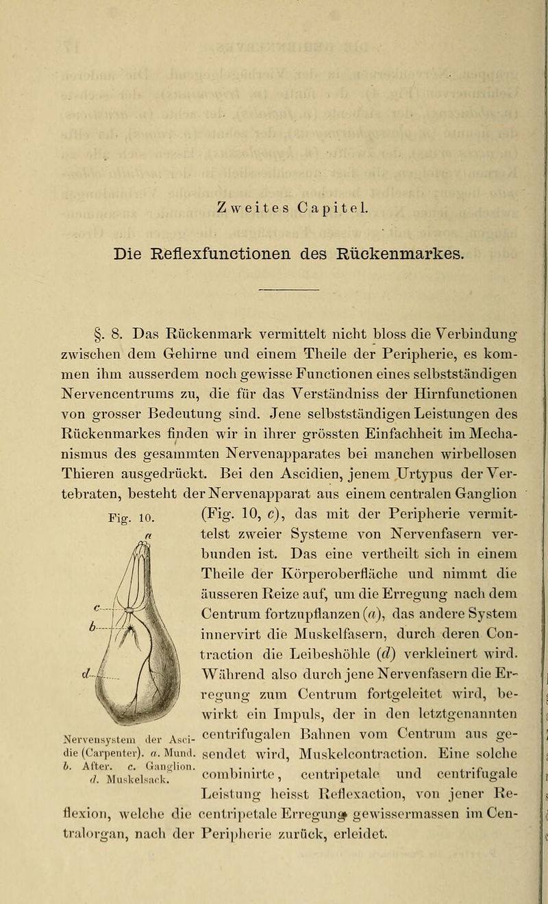 Zweites Capitel. Die Reflexfunctionen des Rtickenmarkes. §. 8. Das Riickenmark verniittelt nicht bloss die Verbindung zwischen dem Gehirne und einem Theile der Peripherie, es kom- men ihm ausserdem nochgewisseFunctionen eines selbststandigen Nervencentriinis zu, die fiir das Verstiindniss der Hirnfunctionen von grosser Bedeutung sind. Jene selbststandigen Leistnngen des Riickenmarkes finden wir in ihrer grossten Einfachheit im Mecha- nismus des gesammten Nervenapparates bei raanchen wirbellosen Thieren ausgedriickt. Bei den Ascidien, jenem Urt5'^pus derVer- tebraten, besteht derNervenapparat aus einem centralen Ganglion (Fig. 10, c), das niit der Peripherie vermit- telst zweier Systeine von Nervenfasern ver- bunden ist. Das eine vertheilt sieh in einem Theile der Korperoberflache und nimmt die ausseren Reize auf, nm die Erregung nacli dem Centrum fortzupflanzen (a), das andere System innervirt die Muskelfasern, durch deren Con- traction die Leibesholile (d) verkleinert wird. Wilhrend also durch jene Nervenfasern die Er- regung zura Centrum fortgeleitet wird, be- wirkt ein Impuls, der in den letztgenannten centrifugalen Bahnen vom Centrum aus ge- sendet wird, Muskelcontraction. Eine solche combinirte, centripotalo und centrifugale Leistung heisst Reflexaction, von jener Re- flexion, welche die centripotalo Erregung gewisscrmassen im Cen- tralorgan, nacli dor Periplicrie zuriick, erleidet. Nervensystem der Asri- die (Carpenter), a. Mund. 6. After, c. Ganglion.
