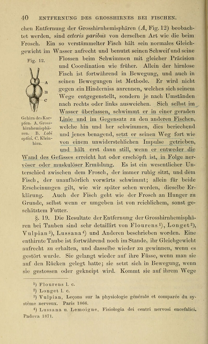 Fig. 12. Gehirn des Kar- pfen. A. Gross- hirnhemispha- ren. B. Lobi optici. C. Klein- hirn. chen Entferniing cler Grosshirnhemispharen (J., Fig. 12) beobach- tet werden, siud ceteris paribus von derselben Art wie die beim Froscli. Ein so verstiimmelter Fisch hiilt sein Bormales Gleich- firewicht im Wasser aufreclit uud benutzt seinen Schweif und seine Flossen beim Schwimmen niit gieicher Prilcision und Coordination wie friiher. Allein der hirnlose Fisch ist fortwiihrend in Bewegung, und auch in seinen Bewegungen ist Metbode. Er wird niobt gegen _ein Hinderniss anrenuen, welches sich seinem Wege entgegenstellt, sondern je nach Umstanden nach rechts oder links ausweichen. Sich selbstjm^ Wasser iiberlassen, schwimmt er in einer geraden Linie und im Gegensatz zu den auderen Fischen, welche hin und her schwimmen, dies beriechend und jenes benagend, setzt er seinen Weg fort wie von einem unwiderstehlicheu Impulse getrieben, Tind halt erst dann still, wenn er entweder die Wand des Gefasses erreicht hat oder erschopft ist, in Folge ner- voser oder muskuloser Ermiidung. Es ist ein wesentlicher Un- terschied zwischen dem Frosch, der immer ruhig sitzt, uud dem Fisch, der unaufhdrlich vorwiirts schwimmt; allein fiir beide Erscheinungen gilt, wie wir spiiter seheu werden, dieselbe Er- kliirung. Auch der Fisch geht wie der Frosch an Hunger zu Grunde, selbst wenn er umgeben ist von reichlichem, sonst ge- schiitztem Futter. §. 19. Die Resultate der Entfernung der Grosshirnhemispha- ren bei Tauben sind sehr detaillirt von Flourens^), Longet^), Vulpian^), Lussana'^) und Anderen beschrieben worden. Fine enthirnte Taube ist fortwahrend noch im Stande, ihr Gleichgewicht aufrecht zu erhalten, und dasselbe wieder zu gewinnen, wenn es gestort wurde. Sie gelangt wieder auf ihre Fiisse, wenn man sie auf den lliicken gelegt hatte; sie setzt sich in Bewegung, wenn sie gestossen oder gekneipt wird. Kommt sic auf ihrem Wege ^) Ploureus 1. c. 2) Longet 1. c. ^) Vulpian, Legons sur la pliysiologie geiit^rale et comparee du sy- steme nerveux. Paris 1866. *) Lussana u. Lemoigue, Fisiologia dei centri uervosi encefalici. Padova 1871.