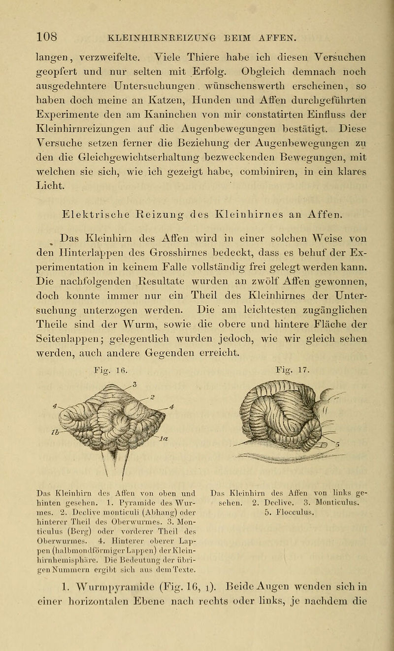 langen, verzweifelte. Viele Thiere habe ich diesen Versiichen geopfert unci nur selten mit Erfolg. Obgleich demnach noch aixsgedehntere Untersiicliuugen . wilnscheBswerth erscheinen, so habeii docb meine an Katzen, Ilunden und Alien durcbgetubrten Experimente den am Kanincben von niir constatirten Einfluss der Kleinbirnreizungen auf die Augenbeweguugen bestatigt. Diese Versucbe setzen ferner die Beziebung der Augenbewegungen zn den die Gleicbgewichtserbaltung bezweckenden Bewegungen, mit welcben sie sieb, wie icb gezeigt babe, combiuiren, in ein klares Licbt. Elektriscbe Reizung des Kleinbirnes an Affen. Das Kleinhirn des Alien wird in einer solcben Weise von den Ilinterlappen des Grosshirnes bedeckt, dass es bebuf der Ex- perimentation in keinem Falle vollstaudig frei gelegtwerdenkann. Die nacbfolgenden Resultate wm-den an zwolf Affen gewonnen, docb konnte immer nur ein Theil des Kleinliirnes der Unter- suchung unterzogen werden. Die am leicbtesten zuganglicben Theile sind der Wurm, sowie die obere und bintere Flache der Seitenlappen; gelegentlicb warden jedocb, wie wir gleicb seben werden, auch andere Gegenden erreicbt. Fig. 16. Fio-. 17. ,3 j:::^^^^,^ Das Kleinhirn des AfFen von links ge- sehen. 2. Dcclivc. 3. Monticulus. 5. Flocculus. Das Kleinhirn des Affen von ohen und hinten gesehen. 1. Pyramide des Wur- mes. 2. Declive monticuli (Abhang) oder hintercr Theil des Oherwurmes. .3. Mon- ticulus (licrg) oder vordcrer Theil des Oberwurines. 4. Hinterer oberor Lap- y)eii (lialbmoudlormiger Laj)pcn) der Klein- hiriilicini.s]))i:ire. Die Beclcutung t\n- iibi'i- genNunnucru ergibt sich aus dcniTexte. 1. Wurmpyramide (Fig. 16, i). BeideAugen Avenden sieb in einer borizontalen Ebene nacb recbts oder Hnks, je nuclidem die