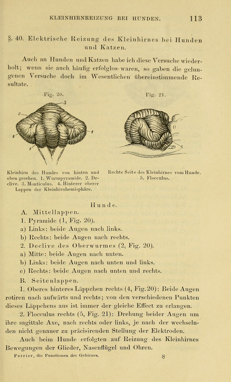 §. 40. Ek'ktrischo Reiziing des Kleiiihirnes bci Iluiulen uiid Kntzen. Aiu'ii fin Ilnndcn mid Katzeii liabe icli diese Versuclu} wieder- holt; wenii sic audi liaufig erfolglos waren, so gaben die gelun- genen Yersuche doch im Wesentliclien iibereinstiraraende Re- sultate. Pio-. 20. Kleinhirn des Hundes von hinten und oben gesehen. 1. Wurmpyramide. 2. De- clire. 3. Monticulus. 4. Hinterer oberer Lappen der Kleinhirnhemisphare. Fie-. 21. Rechte Seite des Kleinliirnes vom Hunde. 5. Flocculus. Hunde. A. Mittellappen. 1. Pyraraide (1, Fig. 20). a) Links: beide Augen nach links. b) Rechts: beide Augen nach recbts. 2. Declive des Oberwurmes (2. Fig. 20). a) Mitte: beide Augen nach unten. b) Links: beide Augen nach unten und links. c) Rechts: beide Augen nach unten und rechts. B. Seitenlappen. 1. Oberes hinteres Lappchen rechts (4, Fig. 20): Beide Augen rotiren nach aufwarts und rechts; von den verschiedenen Punkten dieses Lappchens aus ist inimer der gleiche Effect zu erlangen. 2. Flocculus rechts (5, Fig. 21): Drehung beider Augen um ihre sagittale Axe, nach rechts oder links, je nach der wechseln- den nicht genauer zu priicisirenden Stellung der Elektroden. Aiich beim Hunde erfolgten auf Reizung des Kleinhirnes Bewegungen der Glieder, Nasenfliigel und Ohren. Feirier, die Functionen des Gehiriies. g