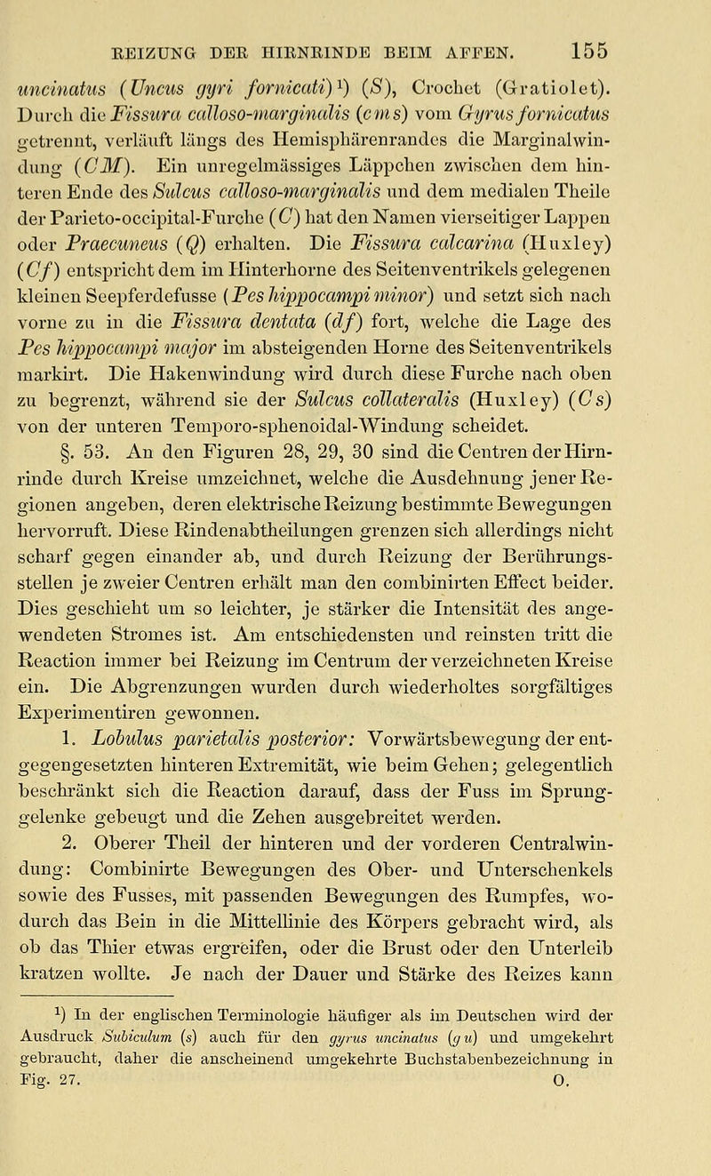 uncmatus (Uncus gyri fornicati)^) (S), Crochet (Gratiolet). Durch dieFissura caUoso-marginalis {cms) vom Gyrus fornicatus getreiint, verliliifb lungs des Hemisplulrenrandes die Marginalwin- dung {CM). Ein unregelmassiges Lappchen zwiscben dem hin- teren Ende des Sulcus calloso-margindlis und dem medialen Theile der Parieto-occipital-Furche {C) hat den Namen vierseitiger Lappen oder Praecuneus {Q) erhalten. Die Fissura calcarina (Huxley) {Cf) entspricht dem im Hinterhorne des Seitenventrikels gelegenen kleiueu Seepferdefusse {Pes hippocampi minor) und setzt sich nach vorne zu in die Fissura dentata {df) fort, welche die Lage des Pes hippocampi major im absteigenden Home des Seitenventrikels markirt. Die Hakenwindung wird durch diese Furche nach oben zu begrenzt, wahrend sie der Sulcus collateralis (Huxley) {Cs) von der unteren Teniporo-sphenoidal-Windung scheidet. §. 53. An den Figuren 28, 29, 30 sind die Centren derHirn- rinde durch Kreise umzeichnet, welche die Ausdehnung jenerRe- gionen angeben, derenelektrischeReizungbestimmteBewegungen hervorruft. Diese Rindenabtheilungen grenzen sich allerdings nicht scharf gegen einander ab, nnd durch Reizung der Beriihrungs- stellen je zweier Centren erhalt man den combinirten Effect beider. Dies geschieht um so leichter, je starker die Intensitat des ange- wendeten Stromes ist. Am entschiedensten und reinsten tritt die Reaction immer bei Reizung im Centrum der verzeichneten Kreise ein. Die Abgrenzungen wurden durch wiederholtes sorgfaltiges Experimentiren gewonneu. 1. Lobulus parietalis posterior: Vorwartsbewegung der ent- gegengesetzten hinteren Extremitat, wie beim Gehen; gelegentlich beschrankt sich die Reaction darauf, dass der Fuss im Sprung- gelenke gebeugt und die Zehen ausgebreitet werden. 2. Oberer Theil der hinteren und der vorderen Centralwin- dung: Combinirte Bewegungen des Ober- und Unterschenkels sowie des Fusses, mit passenden Bewegungen des Rumpfes, wo- durch das Bein in die Mittellinie des Korpers gebracht wird, als ob das Thier etwas ergreifen, oder die Brust oder den Unterleib kratzen wollte. Je nach der Dauer und Starke des Reizes kann ^) In der englischen Terminologie haufiger als im Deutschen wird der Ausdruck Suhiculum (s) auch fixr den gyrus undnatus {gu) und umgekehrt gebraucM, daher die anscheinend umgekehrte Buchstabenbezeichnung in Fig. 27. 0.