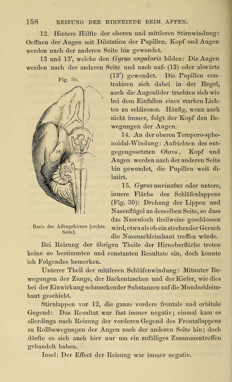 Eig. 30. 12. Hintere Hiilfte cler oTberen und mittleren Stirnwindung: Oeffnen der Augen mit Dilatation der Puj)illen, Kopf vmd Augen werden nach der anderen Seite hin gewendet. 13 und 13', welcbe den Gyrus angularis bilden: Die Augen werden nach der anderen Seite und nach auf- (13) oder abwarts (13') gewendet. Die Pupillen con- trahiren sich dabei in der Kegel, auch die Augenlider trachten sich wie bei deni Einfallen eines starken Lich- tes zu schliessen. Hiiufig, wenn auch nicht immer, folgt der Kopf den Be- wegungen der Augen. 14. An der oberen Temporo-sphe- noidal-Windung: Aufrichten des ent- gegengesetzten Ohres, Kopf iind Augen werden nach der anderen Seite hin gewendet, die Pupillen weit di- latirt, 15. Gyrus uncinatus oder untere, innere Flache des Schlafenlappens (Fig. 30): Drehung der Lippen und Nasenflijgel an derselben Seite, so dass das Nasenloch theilweise geschlossen wird, etwa als ob ein stechender Geruch die Nasenschleimhaut treffen wiirde, Bei Reizung der iibrigen Theile der Hirnoberfljiche treten keine so bestimmten und constanten Resultate ein, doch konnte ich Folgendes bemerken. Unterer Theil der mittleren Schlafenwindung: Mitunter Be- wegungen der Zunge, der Backentaschen und der Kiefei-, wie dies bei der Einwirkung schmeckender Substanzen auf die Mundschleim- haut geschieht. Stirnlappen vor 12, die ganzc vordere frontale und orbitale Gegend: Das Resultat war fast immer negativ; einmal kam es allerdings nach Reizung der vorderen Gegend des Frontallappens zu Rollbewegungen der Augen nach der anderen Seite hin; doch diirfte es sich auch liier nur um ein zufillliges Zusammentreffen gehandelt liaben. Insel: Der Eifect der Reizung war iraii>er negativ. Basis des Affengehirnes (rechte Seite).