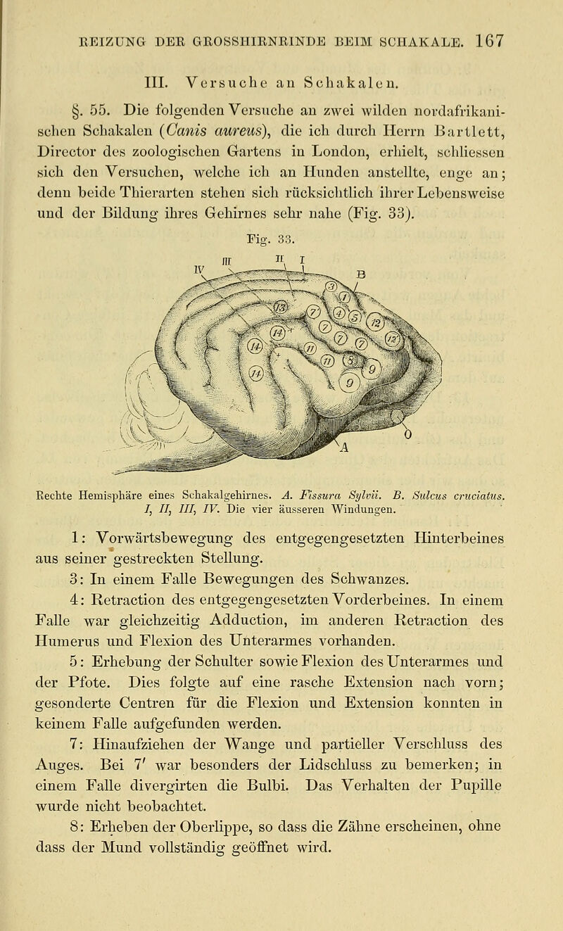 III. Versiiche an Scluikalcu. §. 55. Die folgenden Versuche au zwei wilden nordafrikani- schen Scbakaleii (Canis aureus), die ich durch Herrn Bartlett, Director des zoologischen Gartens in London, erhielt, schliessen sicli den Versuchen, welche icli an llunden anstellte, enge an; denn beide Thierarten stelien sich riicksichtlich ihrer Lebensweise und der Bildung ihres Gehirnes sebr nalie (Fig. 33). Fiff. 33. Kechte Hemisphere eines Schakalgehirnes. A. Flssura Sylvii. B. Sulcus cruciatus. T, II, III, IV. Die vier ausseren Windungen. 1: Vorwartsbewegung des entgegengesetzten Hinterbeines aus seiner gestreckten Stellung. 3: In einem Falle Bewegungen des Schwanzes. 4: Retraction des entgegengesetzten Vorderbeines. In einem Falle war gleicbzeitig Adduction, im anderen Retraction des Humerus und Flexion des Unterarmes vorbanden. 5: Erhebung der Scbulter sowie Flexion des Unterarmes und der Pfote. Dies folgte auf eine rasche Extension nach vorn; gesonderte Centren fiir die Flexion und Extension konnten in keinem Falle aufgefunden werden. 7: Hinaufziehen der Wange und partieller Verscliluss des Auges. Bei 7' war besonders der Lidschluss zu bemerken; in einem Falle divergirten die Bulbi. Das Verhalten der Pupille wurde nicht beobachtet. 8: Erheben der Oberlippe, so dass die Zalme erscheinen, ohne dass der Mund vollstandig geoffnet wird.