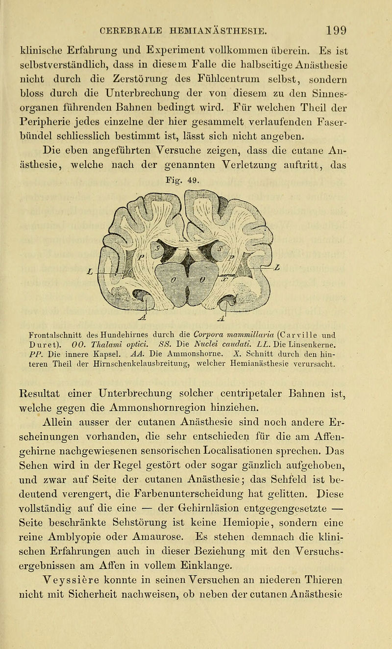 klinisclie Erfabrung und Experiment vollkommen iiberein. Eb ist selbstverstiindlich, dass in diesem Falle die lialbseiiige Aniistliesie nicbt durch die Zerstoning des Fiihlcentruni selbst, sonderu bloss durch die Unterbrechung der von diesera zu den Sinnes- orgauen fiilirenden Bahnen bedingt wird. Fiir welchen Theil der Peripherie jedes eiuzelne der liier gesammelt verlaufenden Faser- hiindel schliesslich bestimmt ist, lasst sich nicht angeben. Die eben angefiihrten Versnche zeigen, dass die cutane An- asthesie, welche nach der genannten Verletzung aixftritt, das Fig. 49. Frontalschnitt des Hundehirnes durch die CoriJora mammillaria (CurYiUe und Buret). 00. Thalami optici. SS. Die Huclei caudaii. ZZ. Die Linsenkerne. PP. Die innere Kapsel. AA. Die Ammonshorne. X. Schnitt durch den hin- teren Theil der Hirnschenkelausbreitung, welcher Hemianasthesie verursacht. Residtat einer Unterbrechung solcher centripetaler Bahnen ist, welche gegen die Ammonshornregion hinziehen. AUein ausser der cutanen Anilsthesie sind noch andere Er- scheinungen vorhanden, die sehr entschieden fiir die am Affen- gehirne nachgewiesenen sensorischen Localisationen sprechen. Das Sehen wird in der Regel gestort oder sogar ganzlich aufgehoben, und zwar auf Seite der cutanen Anasthesie; das Sehfeld ist be- deutend verengert, die Farbenunterscheidung hat gelitten. Diese vollstandig auf die eine — der Gehirnlasion entgegengesetzte — Seite beschrankte Sehstorung ist keine Hemiopie, sondern eine reine Amblyopic oder Amaurose. Es stehen demnach die klini- schen Erfahrungen auch in dieser Beziehung mit den Versuchs- ergebnissen am Affen in voUem Einklange. Veyssiere konnte in seinen Versuchen an niederen Thieren nicht mit Sicherheit nachweisen, ob neben der cutanen Anasthesie