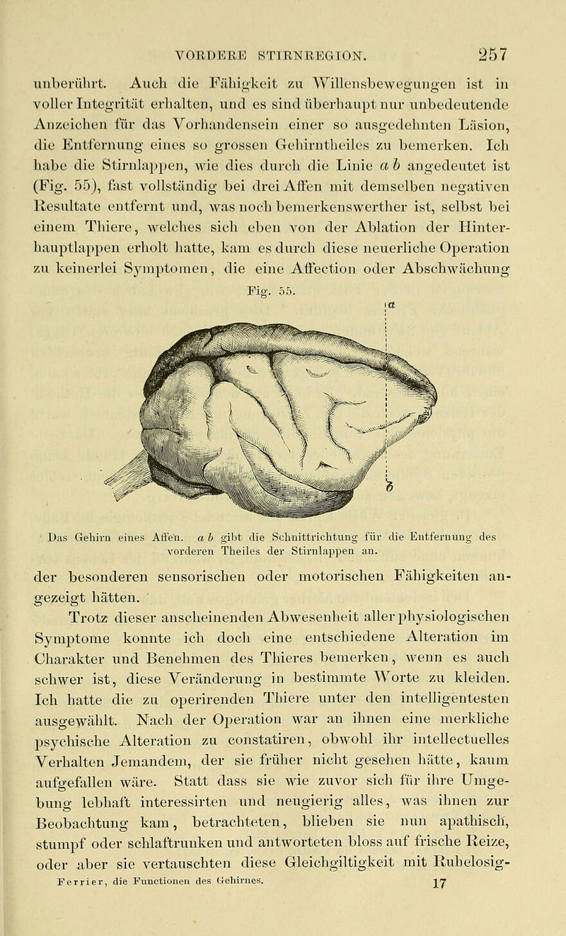 unberiihrt. Audi die Fjiliit;k(;it zu Wilk'iisbeweguiigon ist in voller Integritiit erhaltcn, und es sindiiberliaupt nur iinbedeutende Anzeichen fiir das Vorliiiiidenseiii einer so ausgedehnteii Liision, die Entferming eines so grosseii Gehinitheiles zu bemerkeii. Icli habe die Stirnlappen, wie dies durcli die Liuie a h angedeutet ist (Fig. 55), fest vo]lstandig bei dreiAffen luit demselben negativen Kcsultate eiitfernt und, was iioch bemerkenswerther ist, selbst bei eineni Thiere, welches sicli eben von der Ablation der Hinter- liauptlappen erholt liatte, kam es dnrcli diese neuerliche Operation zu keinerlei Symptomen, die eino Affection oder Abschwachung Fig. 55. Das Gehirii eines Aften. ah L,iU lu ^^ iiuiiUi I't.ung fiir die Entfernung des vorderen Theiles der Stirnlappen an. der besonderen sensorischen oder motorischen Fahigkeiten an- gezeigt batten. Trotz dieser anscheinenden Abwesenheit aller phj^siologischen Symptonie konnte ich doch eine entschiedene Alteration im Charakter und Benehmen des Thieres bemerken, wenn es audi scbwer ist, diese Veriinderung in bestimmte Worte zu kleiden. Ich hatte die zu operirenden Thiere unter den intelligentesten ausgewahlt. Nach der Operation war an ihnen eine merkliche psychische Alteration zu constatiren, obwohl ihr intellectuelles Verhalten Jemandem, der sie friiher nicht gesehen hatte, kaum aufgefallen wilre. Statt dass sie wie zuvor sich fiir ihre Umge- bung lebhaft interessirten und neugierig alles, was ihnen zur Beobachtung kam, betrachteten, blieben sie nun apathisch, stumpf oder schlaftrunken und antworteten bloss auf frische Reize, oder aber sie vertauschten diese Gleichgiltigkeit niit Ruhelosig- Ferrier, die Funotionen des Grehirnes. 17