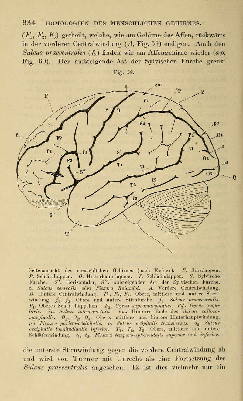 (Fi, F2, -F3) getheilt, welche, wie am Gehirne des Affen, riickwarts in der vorderen Centralwindung (A, Fig. 59) endigen. Auch den Sulcus praecentralis (/s) finden wir am Affengehirne wieder (ap^ Fig. 60). Der aufsteigende Ast der Sylvischen Furche grenzt Fig. 59. Seitenansicht des menschlichen Gehinies (uach Eckev). F. Stirnlappen. P. Scheitellappen. 0. Hinterhauptlappen. T. Schlatenlappen. /S. Sylvische Furche. S'. Horizontaler, S. aufsteigender Ast der Sylvischen Furche. c. Sulcus centralis oder Fissura Rolandoi. A. Vordere Centralwindung. B. Hintere Centralwindung. /j, F^, F^. Obere, mittlere und untere Stirn- windung. /j, f^. Obere und untere Stirnfurche. f^. Sulcus praeceuiralis. Pi- Oheres Scheitelliippchen. /'2- Oyus snpramarginaUs. P^ • C,yrus angu- laris. ij). Sulcus iiiterparietalis. cm. Hinteres Ende des Sulcus cal/oso- marglualis. Oj, O2, O3. Obere, mittlere und hintere Hinterhauptwindung. p u. Fissura parieto-occipitalis. o. Sulcus occipitalis transversus. 03. Sulctts occipitalis longitudinalis inferior. T-^, 7*2, jf'3. Obere, mittlere und untere Sohlafenwindung. fj, <2- Fissura temporo-sphenoidaUs superior und inferior. die uiiter.ste Stiniwiiidung gegen die vordere Ceiilrahviiiduiig ab und wird von Turner mit Unrecht als eine Fortsetzuug des Sulcus praecentralis angesehen. Es ist dies vielnu'hr nur ein