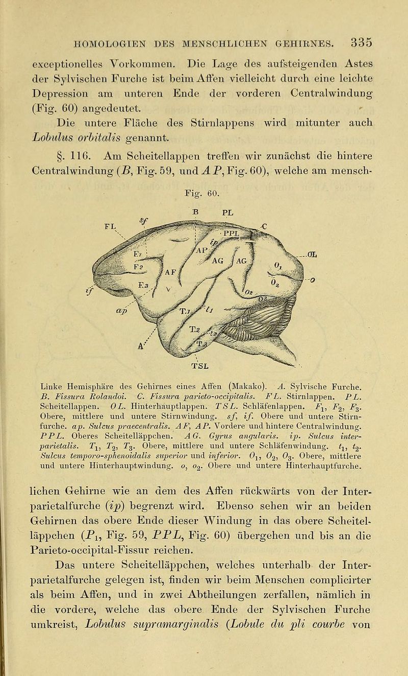exceptionelles Vorkommen, Die Lage des aufsteigendeu Astes der Sylvischen Furche ist beimAffen vielleicht durch eine leichte Depression am iinteren Ende der vorderen Centralwindung (B'ig. 60) angedeutet. Die imtere Fliicbe des Stirnlappens wird mitunter auch Lobulus orhitalis genannt. §. 116. Am Scheitellappen treffeu wir zunachst die hintere Centralwindung {IB, Fig. 59, und ^P, Fig. 60), welche am mensch- TSL Linke Hemisphare des Gehirnes eines AfFen (Makako). A. Sylvische Furche. B. Fissura Rolandoi. C. Fissura parieto-occipitalis. FL. Stirnlappen. PL. Scheitellappen. 0 L. Hinterhauptlappen. TSL. Schlafenlappen. i^-^, F^., F^. Obere, mittlere und untere Stirnwindung. sf, if. Obere und untere Stii-n- furche. ap. Sulcus praecentralls. AF, ^P. Voi-dere und hintere Centralwindung. PPL. Oberes Scheitellappchen. A G. Gyrus angularis. ip. Sulcus inter- parietalis. 2\, T^, Tg. Obere, mittlere und untere Schlafenwindung. t^, t^. Sulcus temporo-sphenoidaUs superior und inferior. Oj, O^-, O3. Obere, mittlere und untere Hinterhauptwindung. o, o^. Obere und untere Hinterhauptfurche. lichen Gehirne wie an dem des Affen riickwarts von der Inter- parietalfurche (ip) begrenzt wird. Ebenso sehen wir an beiden Gehirnen das obere Ende dieser Windung in das obere Scheitel- lappchen (Pi, Fig. 59, PPL, Fig. 60) iibergehen und bis an die Parieto-occipital-Fissur reichen. Das untere Scheitellappchen, welches unterhalb der Inter- parietalfurche gelegen ist, linden wir beim Menschen complicirter als beim Affen, und in zwei Abtheilungen zerfallen, namlich in die vordere, welche das obere Ende der Sylvischen Furche umkreist, Lohulus supramarginalis (Lohule du pli courbe von