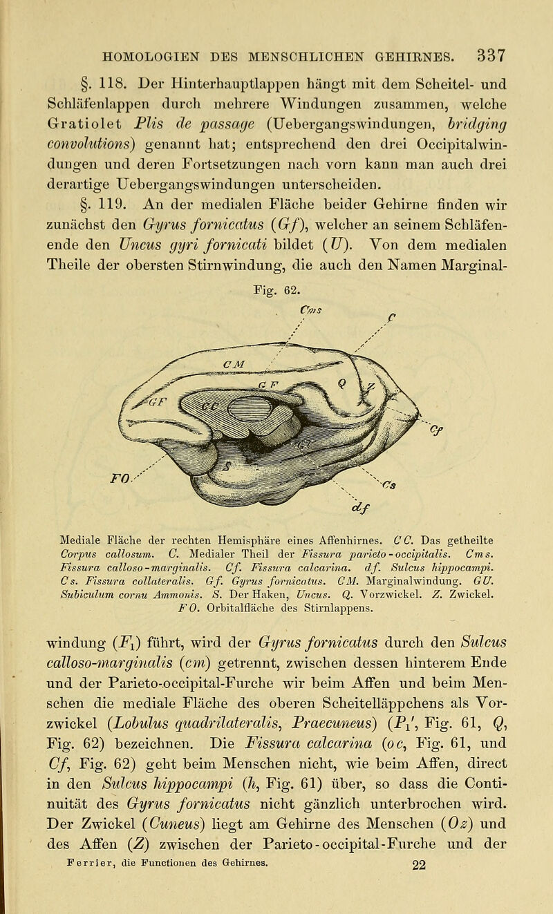 §. 118. Der Hinterhauptlappen hiingt mit dem Scheitel- und Schlfifenlappen durch mehrere Windungen zusammen, welche Gratiolet Flis de passage (Uebevgangswindungen, bridging convolutions) genannt hat; entsprecheud den drei Occipitalwin- dungen und deren Fortsetzungen nacli vorn kann man auch drei derartige XJebergangswindungen untersclieiden. §. 119. An der medialen Flache beider Gehirne linden wir zunachst den Gyrus fornicatus (Gf), welcher an seinem Schliifen- ende den Uncus gyri fornicati bildet (U). Von dem medialen Theile der obersten Stirnwindung, die auch den Namen Marginal- Fig. 62. Mediale Flache der rechten Hemisphare eines Affenhirnes. CC. Das getheilte Corpus callosum. C. Medialer Theil der Fissura parieto-occipitalis. Cms. Fissura calloso-marginalis. Cf. Fissura calcarina. df. Sulcus hippocampi. Cs. Fissura collateralis. Gf. Gyrus fornicatus. CM. Marginalwindung. GU. Suhiculum cornu Ammords. S. Der Haken, Uncus. Q. Vorzwickel. Z. Zwickel. FO. Orbitalflache des Stirnlappens. windung {Fi) fiihrt, wird der Gyrus fornicatus durch den Sulcus calloso-marginalis (cm) getrennt, zwischen dessen hinterem Ende und der Parieto-.occipital-Furche wir beim Affen und beim Men- schen die mediale Flache des oberen Scheitellappchens als Vor- zwickel (Lohulus quadrilateralis, Praecuneus) (Pi', Fig. 61, Q, Fig. 62) bezeichnen. Die Fissura calcarina (oc, Fig. 61, und Cf, Fig. 62) geht beim Menschen nicht, wie beim Affen, direct in den Sulcus hippocampi Qi, Fig. 61) iiber, so dass die Conti- nuitat des Gyrus fornicatus nicht ganzlich unterbrochen wird. Der Zwickel (Cuneus) liegt am Gehirne des Menschen {O0) und des Affen (Z) zwischen der Parieto-occipital-Fiirche und der Ferrier, die Punctiouen des ftehirnes. 22