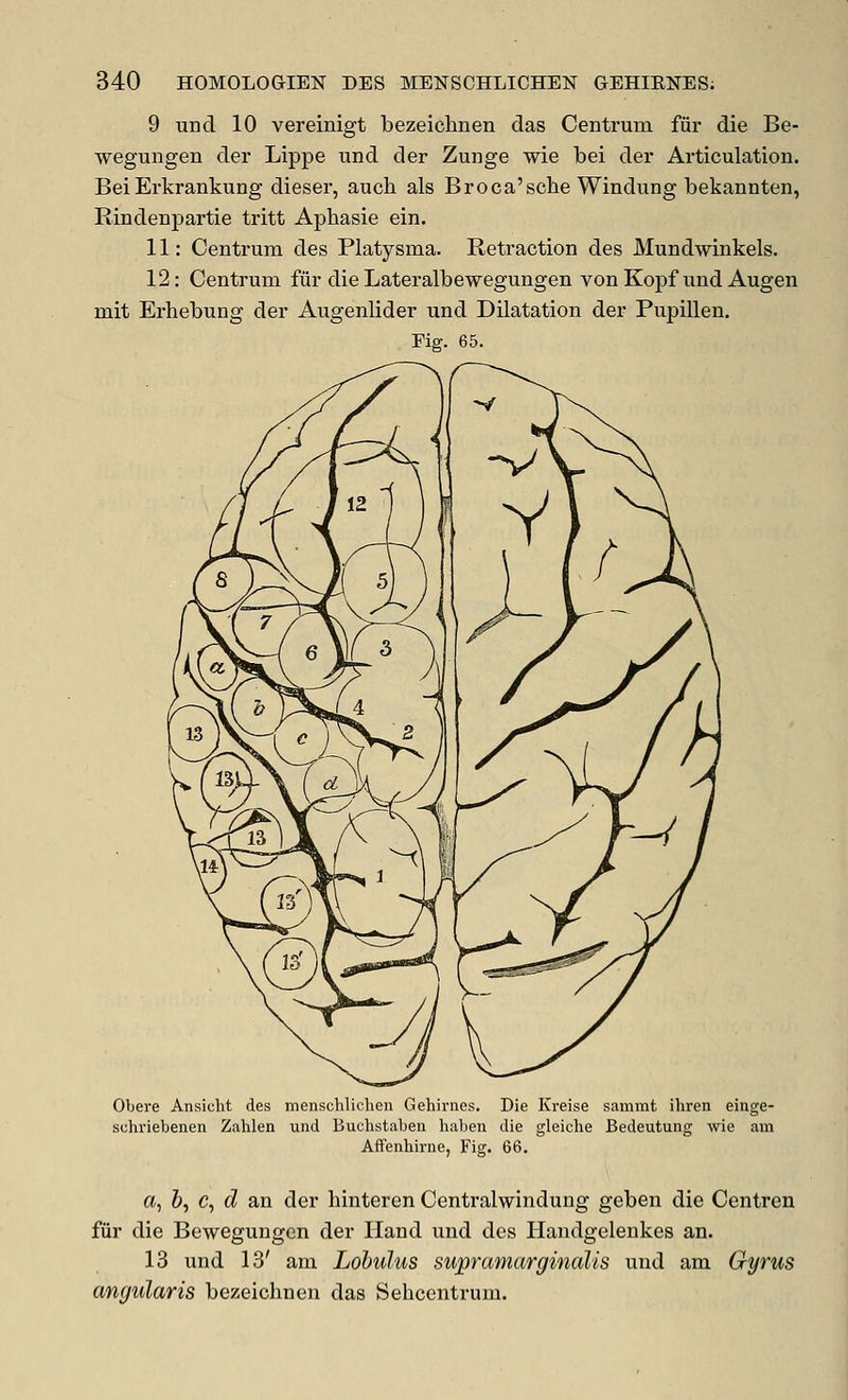 9 tind 10 vereinigt bezeichnen das Centrum fiir die Be- wegungen der Lippe und der Zunge wie bei der Articulation. BeiErkrankung dieser, aucb als Broca'sclie Windung bekannten, Rindenpartie tritt Aphasie ein. 11: Centrum des Platysma. Retraction des Mundwinkels. 12: Centrum fiir die Lateralbewegungen von Kopf und Augen mit Erhebung der Augenlider und Dilatation der Pupillen. Fig. 65. Obere Ansicht des menschlichen Gehirnes. Die Kreise sammt ihren einge- schriebenen Zahlen und Buchstaben haben die gleiche Bedeutung wie am Affenhirne, Fig. 66. a, &, c, d an der hinteren Centralwindung geben die Centren fiir die Bewegungen der Hand und des Handgelenkes an. 13 und 13' am Lobulus supramarginalis und am Gyrus angularis bezeichnen das Sehcentrum.