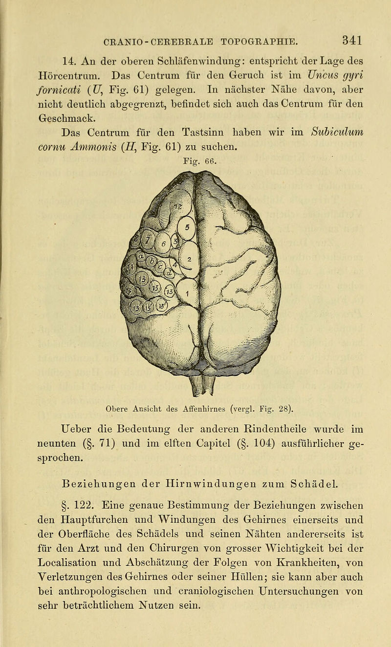 14. An der oberen Schliifenwindung: entspricht derLage des Horcentrnra. Das Centrum fiir den Geruch ist im Uncus gyri fornicati (U, Fig. 61) gelegen. In nachster Niihe davon, aber nicbt deutlicb abgegrenzt, belindet sicb aucb das Centrum fiir den Gescbmack. Das Centrum fiir den Tastsinn baben wir im Subiculum cornu Ammonis (H, Fig. 61) zu sucben. Fig. 66. Obere Ansicht des AfFenhirnes (vergl. Fig. 28). Ueber die Bedeutung der anderen Rindentbeile wurde im neunten (§. 71) und im elften Capitel (§. 104) ausfiihrlicber ge- sprocben. Beziebungen der Hirnwindungen zum Sobadel. §. 122. Eine genaue Bestimmung der Beziebungen zwiscben den Hauptfurcben und Windungen des Gebirnes einerseits und der Oberflacbe des Scbadels und seinen Nabten andererseits ist fur den Arzt und den Cbirurgen von grosser Wicbtigkeit bei der LocaHsation und Abscbatzung der Folgen von Krankbeiten, von Verletzungen des Gebirnes oder seiner Hiillen; sie kann aber aucb bei antbropologiscben und craniologiscben Untersucbungen von sebr betracbtUcbem Nutzen sein.