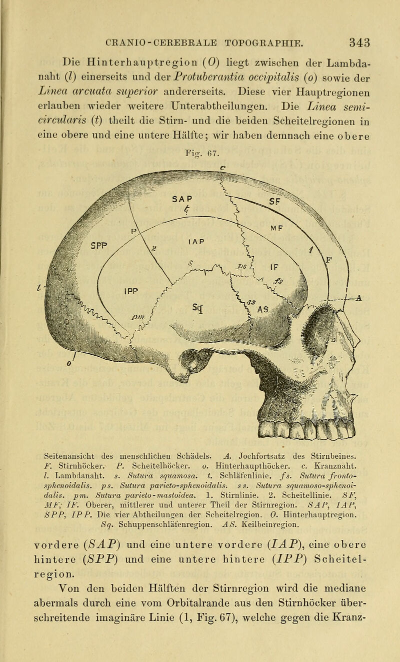 Die Ilinterhauptregion (0) liegt zwischen der Lambda- naht (I) einerseits und der Protuberantia occipitalis (o) sowie der Linea arcuata superior andererseits. Diese vier Hauptregionen erlauben wieder weitere Unterabtheilungen, Die Linea semi- circularis (t) theilt die Stirn- und die beiden Scheitelregionen in eine obere und eine untere Hiilfte; wir haben deranach eine obere Fio-. 67. Seitenansicht des menschlichen Schadels. A. Jochfortsatz des Stirnbeines. F. Stirnhocker. P. Scheitelhbcker. o. Hinterhaupthocker. c. Kranznaht. I. Lambdanaht. s. Suiura squamosa, t. Schlafenlinie. fs. Sutura fronto- sphenoldalis. ps. Suiura parleto-spheno'idalls. ss. Sutura squamoso-sphenoi- dalls. pin. Sutura parieto-niastoidea. 1. Stirnlinie. 2. Scheitellinie. SF, MF,- IF. Oberer, mittlerer und unterer Theil der Stirnregion. SAP, lAP, SPP, IP P. Die vier Abtheilungen der Scheitelregion. 0. Hinterhauptregion. Sq. Schuppenschlafenregiou. AS. Keilbeinregion. vordere (SAP) und eine untere vordere (lAP), eine obere hintere (SPP) und eine untere bintere (IPP) Scheitel- region. Von den beiden Halften der Stirnregion wird die mediane abermals durch eine vom Orbitalrande aus den Stirnhocker iiber- schreitende imaginare Linie (1, Fig. 67), welche gegen die Kranz-