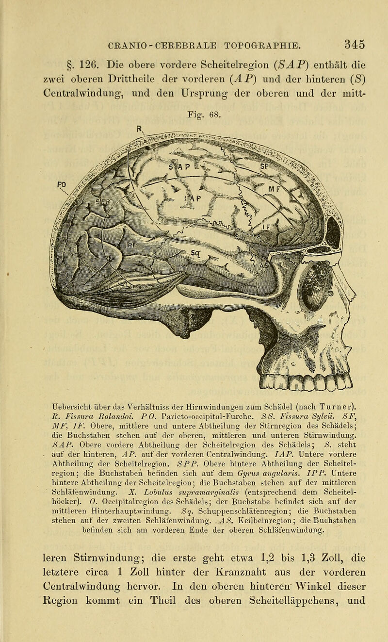 §. 126, Die obere vordere Scheitelregion (SAP) enthiilt die zwei oberen Drittheile der vorderen (AP) und der hinteren (S) Centralwindung, und den Ursprung der oberen und der mitt- Fiff. 68, Uebersicht iiber davS Verhaltniss der Hirnwindungen zum Schadel (nach Turner), E. Fissura Rolandoi. PO. Parieto-occipital-Furche. 88. Fissura Sylvii. SF, MF, IF. Obere, mittlere und untere Abtbeilung der Stirnregion des Schadels; die Buchstaben stehen auf der oberen, mittleren und unteren Stirnwindung. SAP. Obere vordere Abtheilung der Scheitelregion des Schadels; 8. steht . auf der hinteren, A P. auf der vorderen Centralwindung. IA P. Untere vordere Abtheilung der Scheitelregion. 8PP. Obere hintere Abtheilung der Scheitel- region; die Buchstaben befinden sich auf dem Gyrus angularis. IP P. Untere hintere Abtheilung der Scheitelregion; die Buchstaben stehen auf der mittleren Schlafenwindung. X. Lohulus supramarginalis (entsprechend dem Scheitel- hocker). 0. Occipitalregion des Schadels; der Buchstabe befindet sich auf der mittleren Hinterhauptwindung. 8q. Schuppenschlafenregion; die Buchstaben stehen auf der zweiten Schlafenwindung. A 8. Keilbeinregion; die Buchstaben befinden sich am vorderen Ende der oberen Schlafenwindung. leren Stirnwindung; die erste geht etwa 1,2 bis 1,3 ZoU, die letztere circa 1 ZoU hinter der Kranznaht aus der vorderen Centralwindung hervor. In den oberen hinteren Winkel dieser Region kommt ein Theil des oberen Scheitellappchens, und