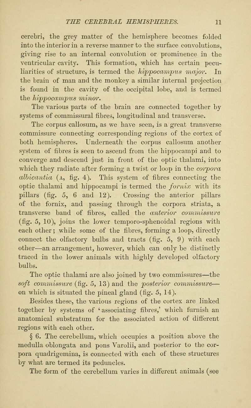cerebri, the grey matter of the hemisphere becomes folded into the interior in a reverse manner to the surface convolutions, giving rise to an internal convolution or prominence in the ventricular cavity. This formation, which has certain pecu- liarities of structure, is termed the hippocampus 'major. In the brain of man and the monkey a similar internal projection is found in the cavity of the occipital lobe, and is termed the Mpjpocampus minor. The various parts of the brain are connected together by systems of commissural fibres, longitudinal and transverse. The corpus callosum, as we have seen, is a great transverse commissure connecting corresponding regions of the cortex of both hemispheres. Underneath the corpus callosum another system of fibres is seen to ascend from the hippocampi and to converge and descend just in front of the optic thalami, into which they radiate after forming a twist or loop in the corpora albicantia (a, fig. 4), This system of fibres connecting the optic thalami and hippocampi is termed the fornix with its pillars (fig. 5, 6 and 12). Crossing the anterior pillars of the fornix, and passing through the corpora striata, a transverse band of fibres, called the anterior coinr)%issure (fig. 5, 10), joins the lower temporo-sphenoidal regions with each other; while some of the fibres, forming a loop, directly connect the olfactory bulbs and tracts (fig. 5, 9) with each other—an arrangement, however, which can only be distinctly traced in the lower animals with highly developed olfactory bulbs. The optic thalami are also joined by two commissures—the soft cor^imissure (fig. 5, 13) and the posterior commissure— on which is situated the pineal gland (fig. 5, 14), Besides these, the various regions of the cortex are linked together by systems of ' associating fibres/ which furnish an anatomical substratum for the associated action of different regions with each other. § 6. The cerebellum, which occupies a position above the medulla oblongata and pons Varolii, and posterior to the cor- pora quadrigemina, is connected with each of these structures by what are termed its peduncles. The form of the cerebellum varies in different animals (see