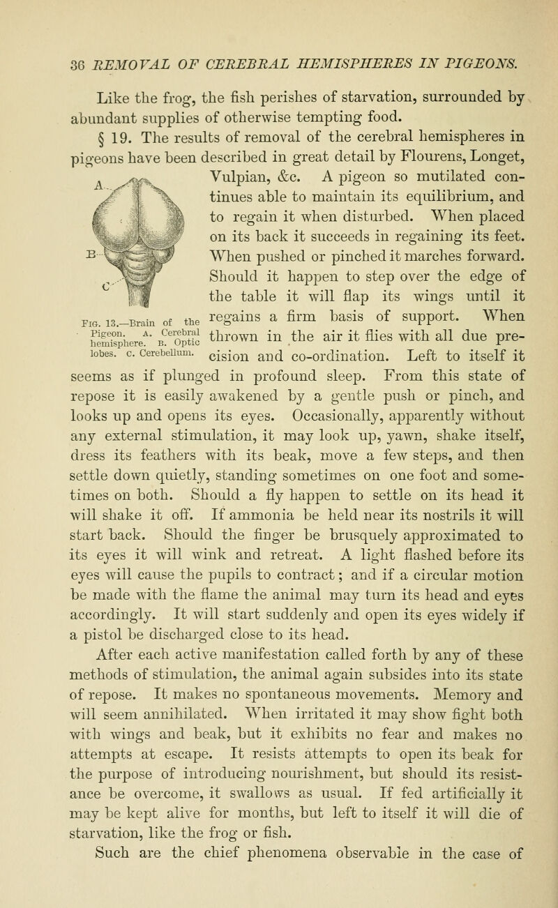 Like the frog, the fish perishes of starvation, surrounded by abundant supplies of otherwise tempting food. § 19. The results of removal of the cerebral hemispheres in pigeons have been described in great detail by Flourens, Longet, Vulpian, &c. A pigeon so mutilated con- tinues able to maintain its equilibrium, and to regain it when disturbed. When placed on its back it succeeds in regaining its feet. When pushed or pinched it marches forward. Should it happen to step over the edge of the table it will flap its wings until it Fio. i3.-Brain of the Togaius a firm basis of support. When ' SmSphere^ B^^optic throwu iu the air it flies with all due pre- lobes. c. cerebeUum. (jisiou and co-ordinatiou. Left to itself it seems as if plunged in profound sleep. From this state of repose it is easily awakened by a gentle push or pinch, and looks up and opens its eyes. Occasionally, apparently without any external stimulation, it may look up, yawn, shake itself, dress its feathers with its beak, move a few steps, and then settle down quietly, standing sometimes on one foot and some- times on both. Should a fly happen to settle on its head it will shake it off. If ammonia be held near its nostrils it will start back. Should the finger be brusquely approximated to its eyes it will wink and retreat. A light flashed before its eyes will cause the pupils to contract; and if a circular motion be made with the flame the animal may turn its head and eyes accordingly. It will start suddenly and open its eyes widely if a pistol be discharged close to its head. After each active manifestation called forth by any of these methods of stimulation, the animal again subsides into its state of repose. It makes no spontaneous movements. Memory and will seem annihilated. When irritated it may show fight both with wings and beak, but it exhibits no fear and makes no attempts at escape. It resists attempts to open its beak for the purpose of introducing nourishment, but should its resist- ance be overcome, it swallows as usual. If fed artificially it may be kept alive for months, but left to itself it will die of starvation, like the frog or fish. Such are the chief phenomena observable in the case of