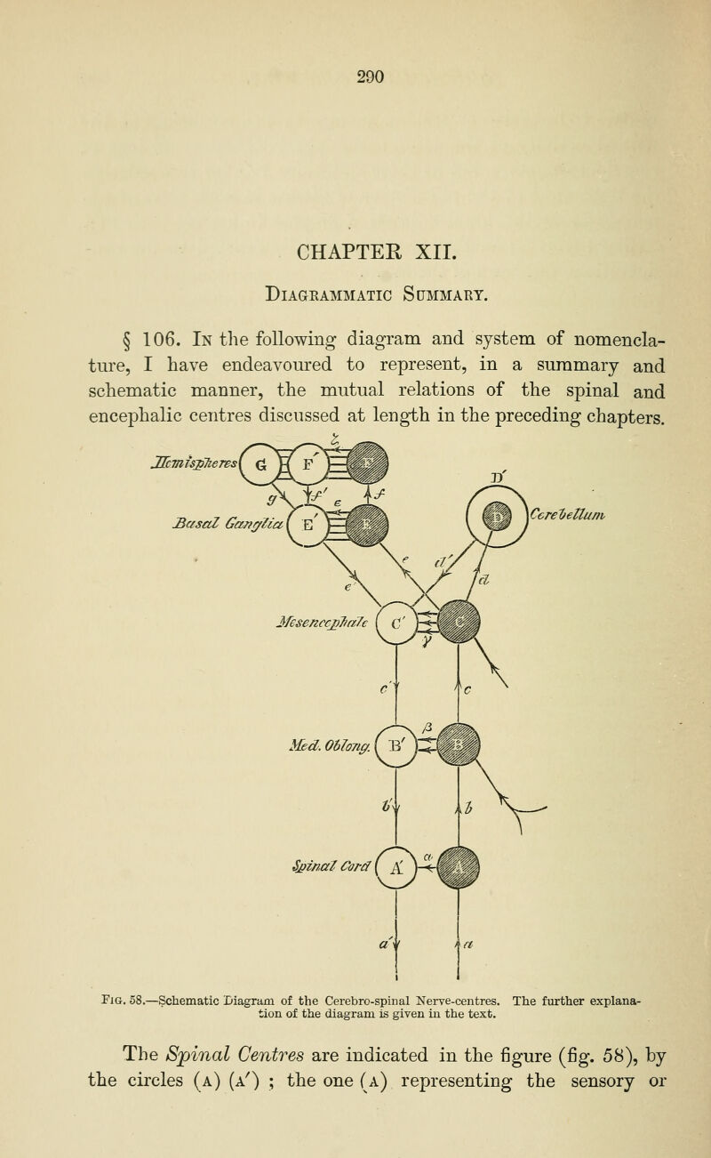 CHAPTEE XII. DiAGEAMMATIC SCMMAHY. § 106. In the following diagram and system of nomencla- tm-e, I have endeavoured to represent, in a summary and schematic manner, the mutual relations of the spinal and encephalic centres discussed at length in the preceding chapters. JFeim'spTieresy JBasaZ Gan^'li M6senccjii7i(i7e ( C' CereTfeltuni Med. Ohlojiff. (^y Sjpinal Cord ( pi j-?-^ «V ta Fig, 58.—Schematic Diagram of the Cerebro-spinal Nerve-centres. The further explana- tion of the diagram is given in the text. The Spinal Centres are indicated in the figure (fig. 58), by the circles (a) (a^) ; the one (a) representing the sensory or