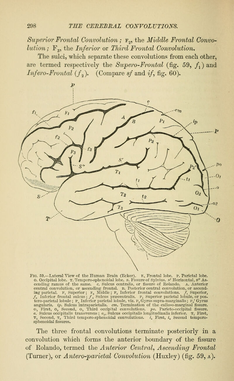 Superior Frontal Convolution; y^, the Middle Frontal Convo- lution ; F3, the Inferior or Third Frontal Convolution, The sulci, which separate these convolutions from each other, are ternaed respectively the Supero-Frontal (fig. 59, f^) and Infero-Frontal (/g). (Compare sf and ^/, fig. 60). Fig. 59.—Lateral View of the Human Brain (Ecker). F.. Frontal lobe. p. Parietal lobe. o. Occipital lobe. T. Temporo-sphenoidal lobe. s. Fissure of Sylvius, s' Horizontal, s As- cending ramus of the same. c. Sulcus centralis, or fissure of Rolando. A. Anterior central convolution, or ascending frontal. B. Posterior central convolution, or ascend- ing parietal. Fj Superior; Fj Middle ; F3 Inferior frontal convolutions. /, Superior, /a Inferior frontal sulcus ; f^ Sulcus preecentralis. Pj Superior parietal lobulo, or pos- tero-parietal lobule ; P^ Inferior parietal lobule, viz. P, Gyrus supra-marginalis; vj Gyrus angularis. ip. Sulcus intraparietalis. cm. Termination of the callo?o-marginal fissure. Oj First, O2 Second, O3 Third occipital convolutions, po. Parieto-occipital fissure. o. Sulcus occipitalis transversus ; o„. Sulcus occipitalis longitudinalis inferior. T, First, T2 Second, T3 Third temporo-sphenoidal convolutions, t.^ First, t^ Second temporo- sphenoidal fissures. The three frontal convolutions terminate posteriorly in a convolution which forms the anterior boundary of the fissure of Kolando, termed the Anterior Central, Ascending Frontal (Turner), or Antero-parietal Convolution (Huxley) (fig. 59, a).