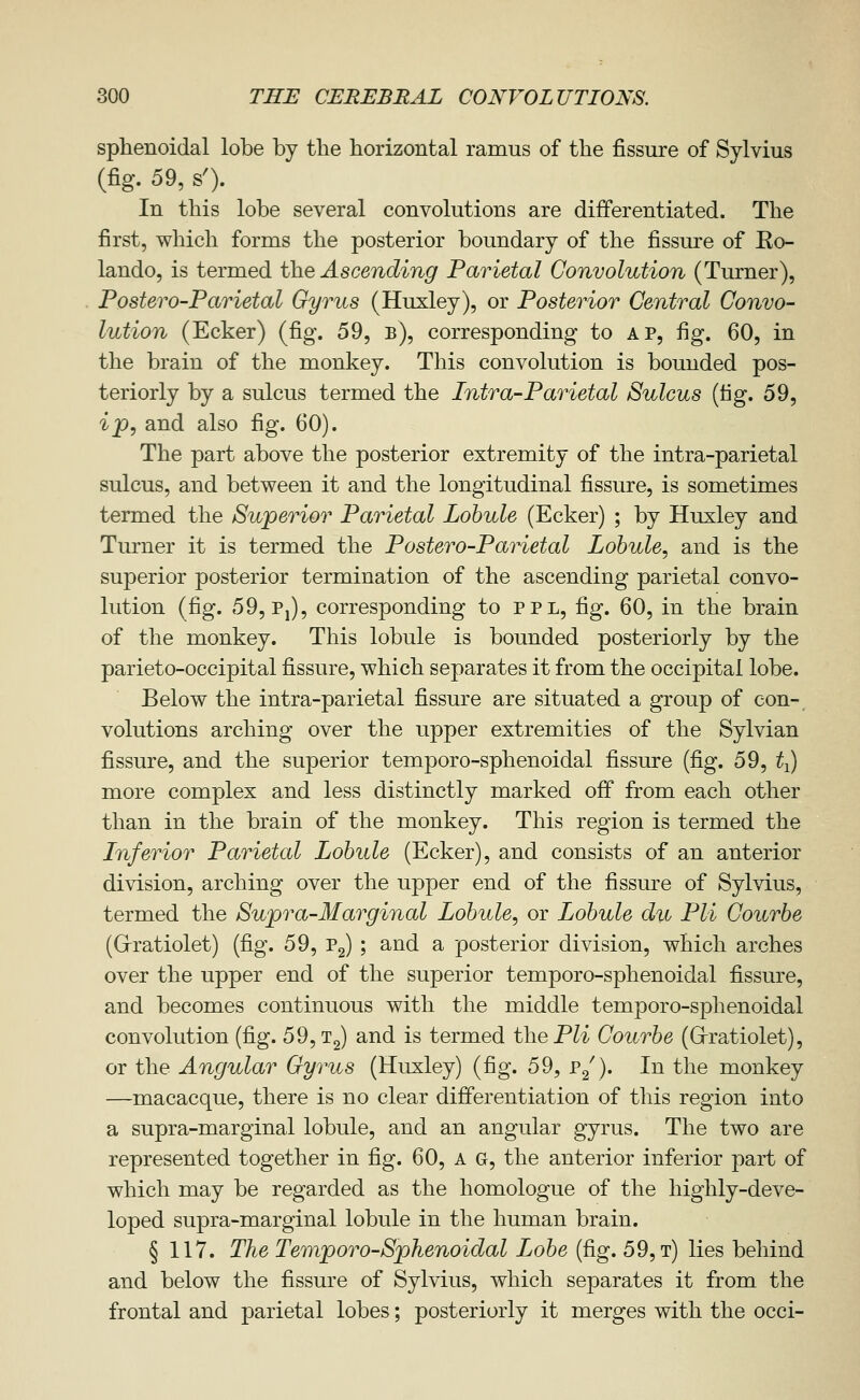 sphenoidal lobe by the horizontal ramus of the fissure of Sylvius (fig. 59, s'). In this lobe several convolutions are differentiated. The first, which forms the posterior boundary of the fissure of Ro- lando, is termed the Ascending Parietal Convolution (Turner), Postero-Parietal Gyrus (Huxley), or Posterior Central Convo- lution (Ecker) (fig. 59, b), corresponding to ap, fig. 60, in the brain of the monkey. This convolution is bounded pos- teriorly by a sulcus termed the Intra-Parietal Sulcus (fig. 59, ip, and also fig. 60). The part above the posterior extremity of the intra-parietal sulcus, and between it and the longitudinal fissure, is sometimes termed the Superior Parietal Lohule (Ecker) ; by Huxley and Turner it is termed the Postero-Parietal Lohule^ and is the superior posterior termination of the ascending parietal convo- lution (fig. .59, Pj), corresponding to ppl, fig. 60, in the brain of the monkey. This lobule is bounded posteriorly by the parieto-occipital fissure, which separates it from the occipital lobe. Below the intra-parietal fissure are situated a group of con- volutions arching over the upper extremities of the Sylvian fissure, and the superior temporo-sphenoidal fissure (fig. 59, t^ more complex and less distinctly marked off from each other than in the brain of the monkey. This region is termed the Inferior Parietal Lohule (Ecker), and consists of an anterior division, arching over the upper end of the fissure of Sylvius, termed the Supra-Marginal Lohule, or Lohule du Pli Courhe (Grratiolet) (fig. 59, Pg) ; and a posterior division, which arches over the upper end of the superior temporo-sphenoidal fissure, and becomes continuous with the middle temporo-sphenoidal convolution (fig. 59,13) and is termed the Pli Courhe (Grratiolet), or the Angular Gyrus (Huxley) (fig. 59, p^^). In the monkey —macacque, there is no clear differentiation of this region into a supra-marginal lobule, and an angular gyrus. The two are represented together in fig. 60, a g, the anterior inferior part of which may be regarded as the homologue of the highly-deve- loped supra-marginal lobule in the human brain. § 117. The Temporo-Sphenoidal Lohe (fig. 59, t) lies behind and below the fissure of Sylvius, which separates it from the frontal and parietal lobes; posteriorly it merges with the occi-