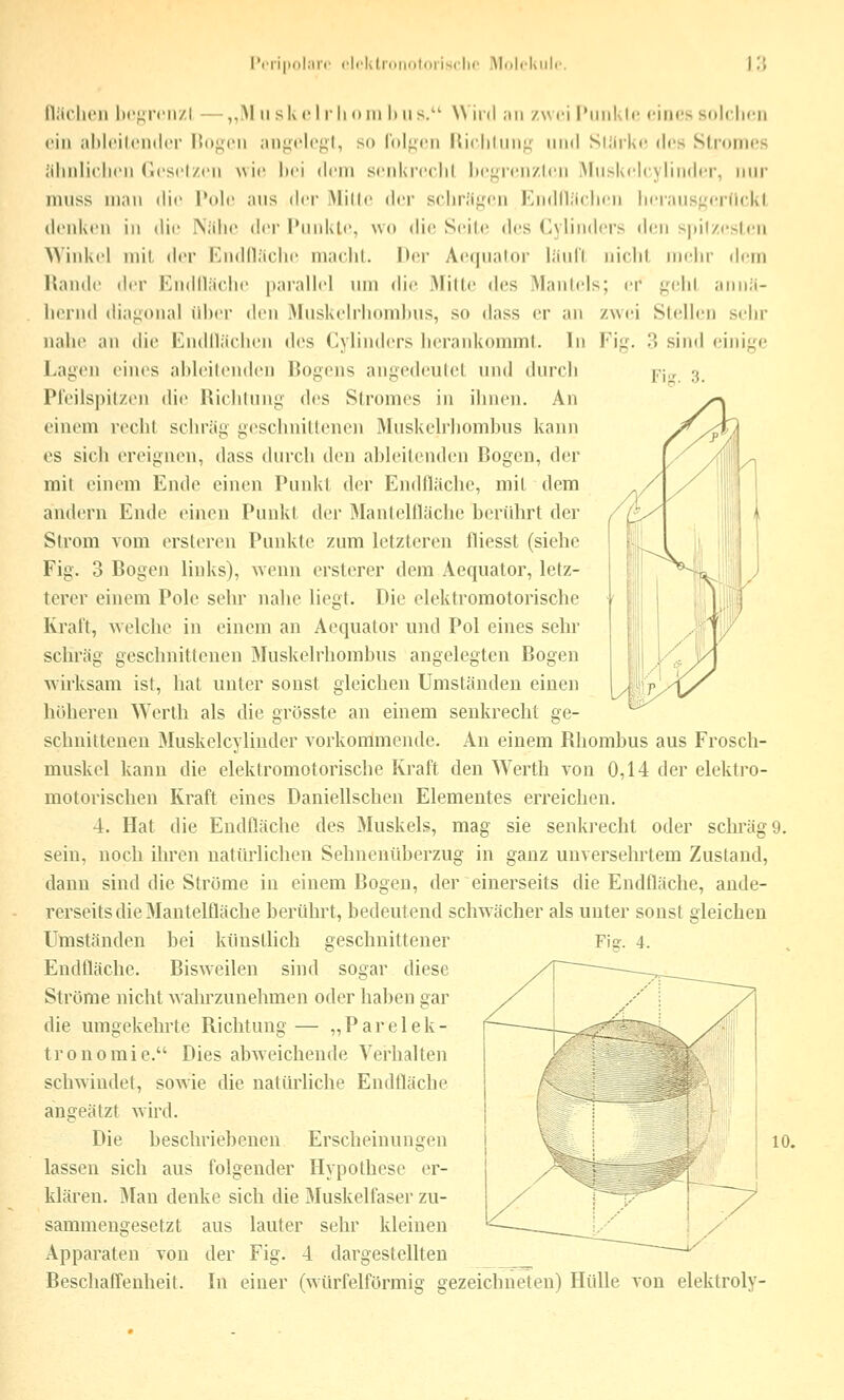 I'('li|i(il.llr (•IrKlliilloldiiscIlc i\l()lcluil( Fis. 3. niiclic'li lic^rcn/l —,,!\1 ii sk c I ili (»in I» il s. \\\\t\ ;iii zwei l'iiiiKir eines solclieii ein abicilender Ilof^eii aii^^elegl, so lolf^en Uiclilim^^ iiiiii SlJirki- «les Stromes Jilmlielicii Geselzen Avit^ l)ei dem senkreclil hej^reiizlcii Miiskelcylinder, mir miiss man die l*ole ans der Mille der srhr;if,M'n Endiliielien lieraiis;^er(ickl denken in die Nälic der Pnnkte, wo die Seile des Cylindcrs d(!n spil/esten Winkel mit der Endllache maclit. Der Aeqnalor länll nicht mtilir dem Hantle der Endllache parallel um di(^ Mitte des Mantels; er };ehl aniiii- liernd dia^^onal id)er den Muskelrliombus, so dass er an zwei Stellen sehr nahe an die Endllächen des Cylinders herankommt. In Fig. 3 sind einige Lagen eines ableitenden Bogens angedeutet und durch Pfeilspitzen die Richtung d<^s Stromes in ihnen. An einem recht schräg geschnittenen Muskelrhombus kann es sich ereignen, dass durch den ableitenden Bogen, der mit einem Ende einen Punkt der Endfläche, mit dem andern Ende einen Punkt der Mantelfläche berührt der Strom vom ersteren Punkte zum letzteren fliesst (siehe Fig. 3 Bogen links), wenn ersterer dem Aequator, letz- terer einem Pole sehr nahe liegt. Die elektromotorische Kraft, welche in einem an Aequator und Pol eines sehr schräg geschnittenen Muskelrhombus angelegten Bogen wirksam ist, liat unter sonst gleichen Umständen einen höheren Werth als die grösste an einem senkrecht ge- schnittenen Muskelcylinder vorkommende. An einem Rhombus aus Frosch- muskel kann die elektromotorische Kraft den Werth von 0,14 der elektro- motorischen Kraft eines Danielischen Elementes erreichen. 4. Hat die Endfläche des Muskels, mag sie senkrecht oder schräg 9. sein, noch ihren natürlichen Sehnenüberzug in ganz unversehrtem Zustand, dann sind die Ströme in einem Bogen, der einerseits die Endfläche, ande- rerseits die 3Iantelfläche berührt, bedeutend schwächer als unter sonst gleichen Umständen bei künstlich geschnittener Figr. 4. Endfläche. Bisweilen sind sogar diese Ströme nicht wahrzunehmen oder haben gar die umgekehrte Richtung — „Parelek- tronoraie. Dies abweichende Verhalten schwindet, sowie die natürliche Endfläche angeätzt wird. Die beschriebenen Erscheinungen lassen sich aus folgender Hypothese er- klären. Man denke sich die Muskelfaser zu- sammengesetzt aus lauter sehr kleinen ReschafTenheit. In einer (würfelförmig gezeichneten) Hülle von elektroly- 10.