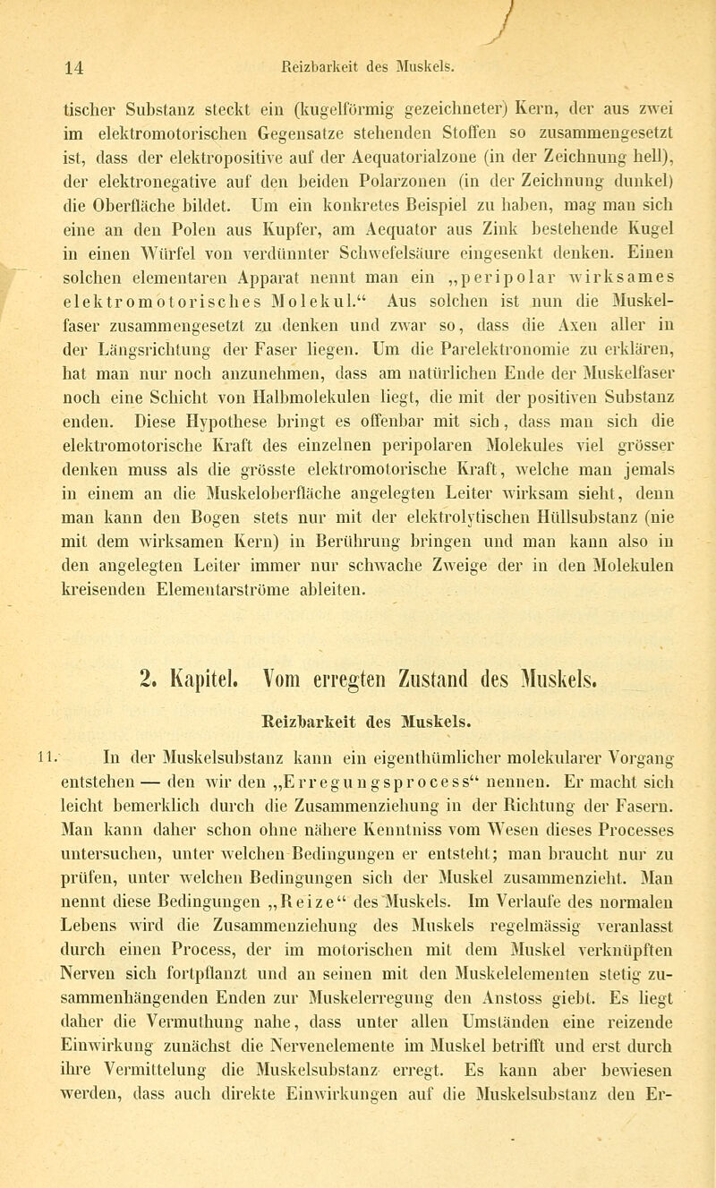 tischer Substanz steckt ein (kugelförmig gezeichneter) Kern, tler aus zwei im elektromotorischen Gegensatze stehenden Stoffen so zusammengesetzt ist, dass der elektropositive auf der Aequatorialzone (in der Zeichnung hell), der elektronegative auf den beiden Polarzonen (in der Zeichnung dunkel) die Oberfläche bildet. Um ein konkretes Beispiel zu haben, mag man sich eine an den Polen aus Kupfer, am Aequator aus Zink bestehende Kugel in einen Würfel von verdünnter Schwefelsäure eingesenkt denken. Einen solchen elementaren Apparat nennt man ein „peripolar wirksames elektromotorisches Molekül. Aus solchen ist nun die Muskel- faser zusammengesetzt zu denken und zwar so, dass die Axen aller in der Längsrichtung der Faser liegen. Um die Parelektronomie zu erklären, hat man nur noch anzunehmen, dass am natürlichen Ende der Muskelfaser noch eine Schicht von Halbmolekulen liegt, die mit der positiven Substanz enden. Diese Hypothese bringt es offenbar mit sich, dass man sich die elektromotorische Kraft des einzelnen peripolaren Molekules viel grösser denken muss als die grösste elektromotorische Kraft, welche man jemals in einem an die Muskeloberfläche angelegten Leiter wirksam sieht, denn man kann den Bogen stets nur mit der elektrolytischen Hüllsubstanz (nie mit dem wirksamen Kern) in Berührung bringen und man kann also in den angelegten Leiter immer nur schwache Zweige der in den Molekülen kreisenden Elementarströme ableiten. 2. Kapitel. Vom erregten Zustand des Muskels. Reizlbarkeit des Muskels. 11. In der Muskelsubstanz kann ein eigenthtimlicher molekularer Vorgang entstehen — den wir den „E r r e g u n g s p r o c e s s nennen. Er macht sich leicht bemerklich durch die Zusammenziehung in der Richtung der Fasern, Man kann daher schon ohne nähere Kenntniss vom Wesen dieses Processes untersuchen, unter welchen Bedingungen er entsteht; man braucht nur zu prüfen, unter welchen Bedingungen sich der Muskel zusammenzieht. Man nennt diese Bedingungen „Reize des Muskels. Im Verlaufe des normalen Lebens wird die Zusammenziehung des Muskels regelmässig veranlasst durch einen Process, der im motorischen mit dem Muskel verknüpften Nerven sich fortpflanzt und an seinen mit den Muskelelementen stetig zu- sammenhängenden Enden zur Muskelerregung den Anstoss giebt. Es liegt daher die Vermuthung nahe, dass unter allen Umständen eine reizende Einwirkung zunächst die Nervenelemente im Muskel betrifft und erst durch ihre Vermittelung die Muskelsubstauz erregt. Es kann aber bewiesen werden, dass auch direkte Einwirkungen auf die Muskelsubstanz den Er-