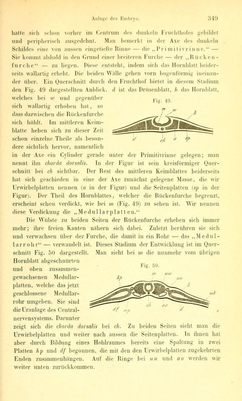 Aula;;«' des hliiilirv« 340 liiillt* sich srlidii vorlicr im <.fiitniiii ilis iliiiilvrln I i iirliilmlrs ^'«'liildct und |)«'i-i|»li('ris(li ausjjodi'hnl, M.in limnilsi in dn- Axc dt-s diiiikcln Schildes eine vdii niisscii ciii^M'licric liiiiiH' — (hf ,, I* ri in i I i \ r i n ii •■.'• — Sic koinml ;ilsl».il(l in den ('.rund einer hrcilercn Furche — der ,J{iieken- furche — zu hcijen. Diese cntstelil, indem sicli das Ilornlilall l)eid<'r- scits Nvallarlii; eilicM. Die heiden Wälle pelicn vorn l)<);,'enrornii^ ineinan- der i'iher. Kin (juersclinill durch den Fruchlhof hielel in liieseni Stadium den Fig. 49 dargestelllen Anblick, d ist das Drüsenblall, li das Hornhlaii, welches hei »/> und i^ei^^enilber p- .r. sich wallarlig erhol)eu hat, so dass dazwischen die Rilckenfurche sich hühlt. Im niitlhTcn Keim- blattc heben sich zu dieser Zeit schon einzelne Theile als beson- dere sichllich hervor, namentlich in der Axe ein Cylinder gerade unter der Primitivrinne gelegen; man nennt ihn chorda dorsah's. In der Figur ist sein kreisförmiger Quer- schnitt bei ch sichtbar. Der Rest des mittleren Keimblattes beiderseits hat sich geschieden in eine der Axe zunächst gelegene Masse, die wir Urwirbelplatten nennen (a in der Figur) und die Seitenplatten (sp in der Figur). Der Theil des Hornblattes, welcher die Rilckenfurche begrenzt, erscheint schon verdickt, wie bei m (Fig. 49) zu sehen ist. Wir nennen diese Verdickung die „Medullarplatten. Die Wülste zu beiden Seiten der Rückenfurche erheben sich immer mehr; ihre freien Kauten nähern sich dabei. Zuletzt berühren sie sich und verwachsen über der Furche, die damit in ein Rohr — das „Medul- lär röhr — verwandelt ist. Dieses Stadium der Entwicklung ist im Quer- schnitt Fig. 50 dargestellt. Man sieht bei m die nunmehr vom übrigen Hornblatt abgeschnürten und oben zusammen- gewachsenen Medullar- platten, welche das jetzt geschlossene Medullar- rohr umgeben. Sie sind die üranlage des Central- nervensystems. Darunter zeigt sich die chorda dorsah's bei ch. Zu beiden Seiten sieht man die Urwirbelplatten und weiter nach aussen die Seitenplatten. In ihnen hat aber durch Rildung eines Hohlraumes bereits eine Spaltung in zwei Platten hp und df begonnen, die mit den den Urwirbelplatten zugekehrten Enden zusammenhängen. Auf die Ringe bei un und ao werden wir weiter unten zurückkommen. Fii?. 50.