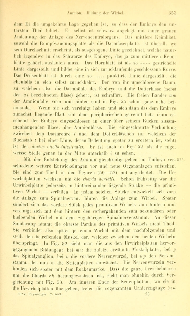 «Icni VA die iiiuijcKt'lii'h' L.i^'c ^c^^chni ist, so d.iss diT llinliiyn ilrn iiii- lorslon Tlicil Itililcl. Kr scihsl ist scliwar/ ;iiif,u'lc};l mit einer ;^i;iiieii AndiMilniij^- der Aida^o des NiM'voneenlraloryaiis. Das inilllere Keimhlall, sowohl die lUiinplNvaiidiingsplalle als die DanTiraser|dalle, ist iduTalL wo sein Dnrolisolinill erscln-int, als ansj^ezogenc Linie <fez<'i(lin(;t, wcIcIk! nalür- licli irgendwo in das Schwarze dos Embryo, das ja zum mitllei-en Keim- blalte gehört, auslaufen muss. Das Iloriihlalt ist als so gesirichollc liinio dargeslelil und bildet eine in sich ziMM'lcklaurcndo geschlossene Kurve, Das Drüscnblatl ist durch eine so punkürle Linie dargeslelil, die ebenfalls in sich selbst zurückkehrt. Der von ihr umschlossene Raum, zu welchem also die Darmhüble des Embryo und die Dollerblase fnebst der al bezeichneten Blase) gehört, ist schraffirt. Die freien Ränder am der Amnionfalle vorn und hinten sind in Fig. 55 schon ganz nahe bei- einander. Wenn sie sich vereinigt haben und sich dann das dem Embryo zunächst liegende Blatt von dem peripherischen gelrennt hat, dann er- scheint der Embryo eingeschlossen in einer über seinem Rücken zusam- menhängenden Blase, der Amnionblase. Die eingeschnürte Verbindung zwischen dem Darmrohre / und dem Dotlerbläschen (in welchem der Buchslab t bei einer Linie, deren Bedeutung später zu erörtern ist, steht) ist der ductvs vitello-intesHnalis. Er ist auch in Fig. 52 als die enge, weisse Stelle genau in der Mitte unterhalb / zu sehen. Mit der Entstehung des Amnion gleichzeitig gehen im Embryo ver-52i5. schiedene weitere Entwickelungen vor und neue Organanlagen entstehen. Sie sind zum Theil in den Figuren (50—52) mit angedeutet. Die Ur- wirbelplatten wachsen um die chorda dorsalis. Schon frühzeitig war die Urwirbelplatte jederseits in hintereinander liegende Stücke — die primi- tiven Wirbel — zerfallen. In jedem solchen Stücke entwickelt sich vorn die Anlage zum Spinalnerven, hinten die Anlage zum Wirbel. Später sondert sich das vordere Stück jedes primitiven Wirbels vom hintern und vereinigt sich mit dem hintern des vorhergehenden zum sekundären oder bleibenden Wirbel mit dem zugehörigen Spinalnervenstamm. An dieser Sonderung nimmt die oberste Parthie des primitiven Wirbels nicht Theil, Sie verbindet also später je einen Wirbel mit dem nachfolgenden und stellt den betreffenden Muskel dar, welcher zwischen den beiden Wirbeln überspringt. In Fig. 52 sieht man die aus den Urwirbelplalten hervor- gegangenen Bildungen: bei mu die zuletzt erwähnte Muskelplatte, bei g das Spinalganglion, bei v die vordere Nervenwurzel, bei «]; den Nerven- stamm, der nun in die Seitenplatten einwächst. Die Nerveuwurzeln ver- binden sich später mit dem Rückenmarke. Dass die ganze Urwirbelmasse um die Chorda ch herumgewachsen ist, sieht man ohnehin durch Ver- gleichuug mit Fig. 50. Am inneren Ende der Seitenplatten, wo sie in die Urwirbelplalten übergehen, treten die sogenannten Urniereugänge {u n Fi OK, Physiologie. 2- Aufl. 23